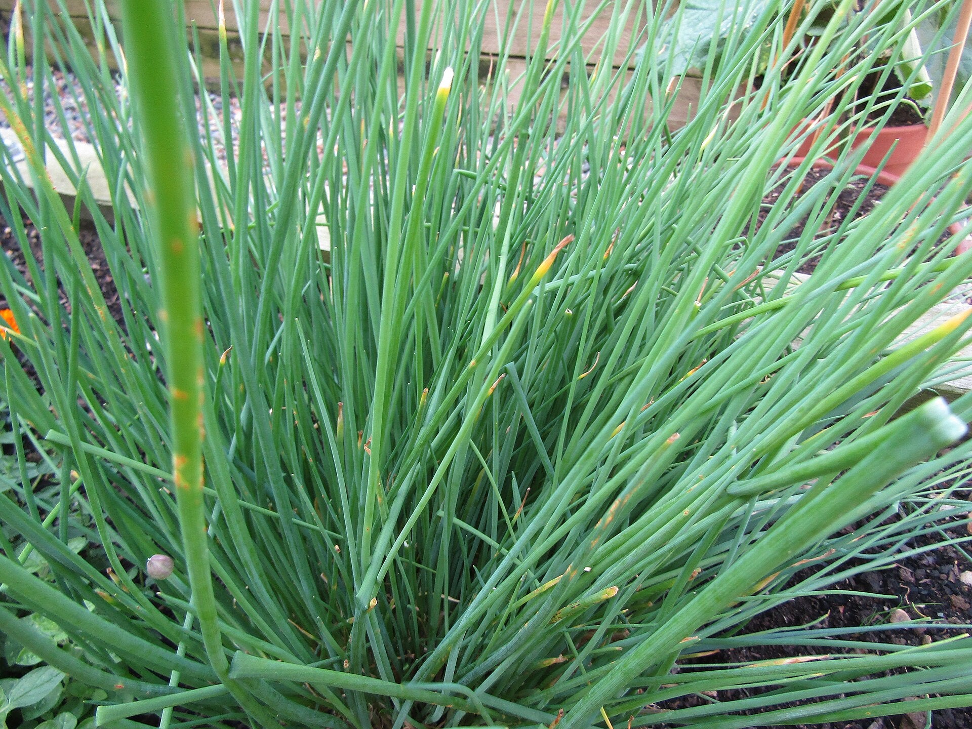 chives in a raised bed