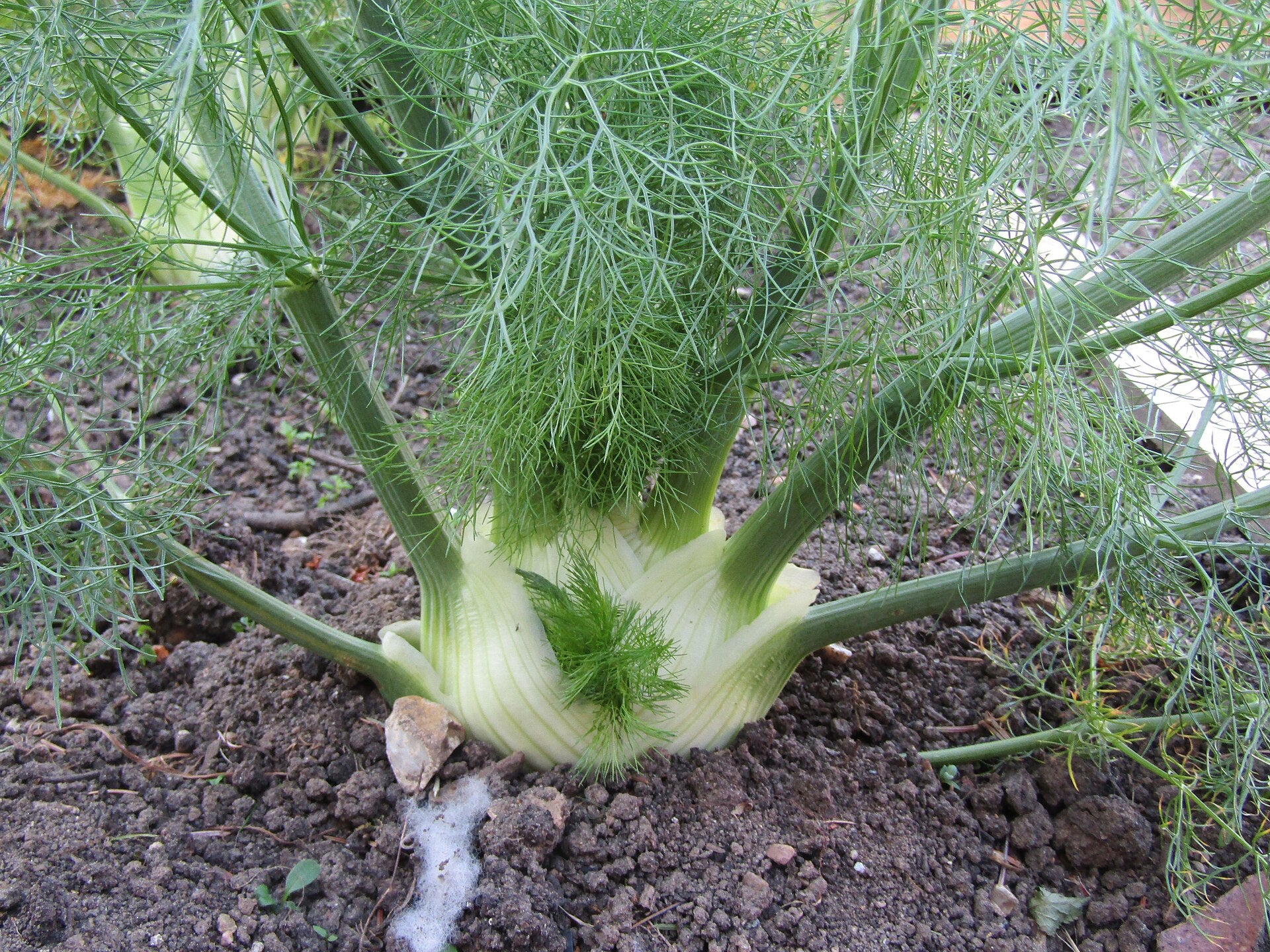 Florence fennel in a raised bed