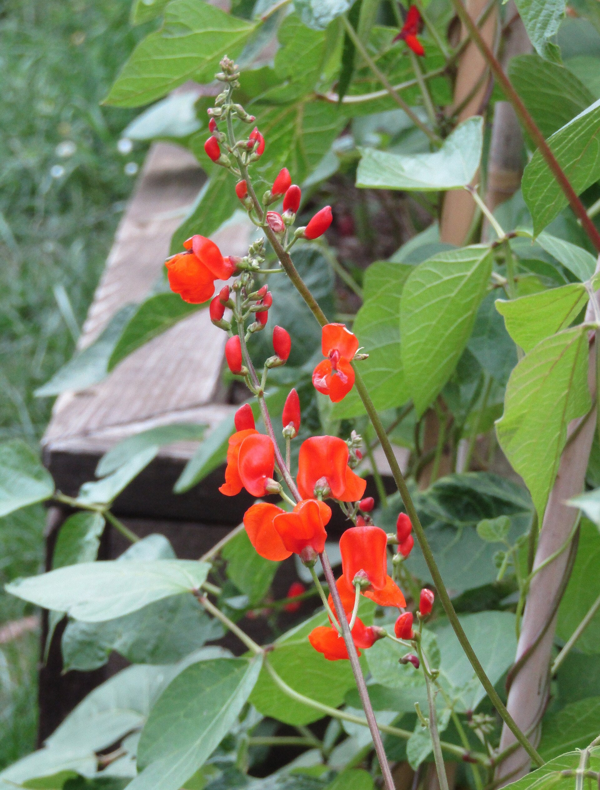 climbing beans in a raised bed