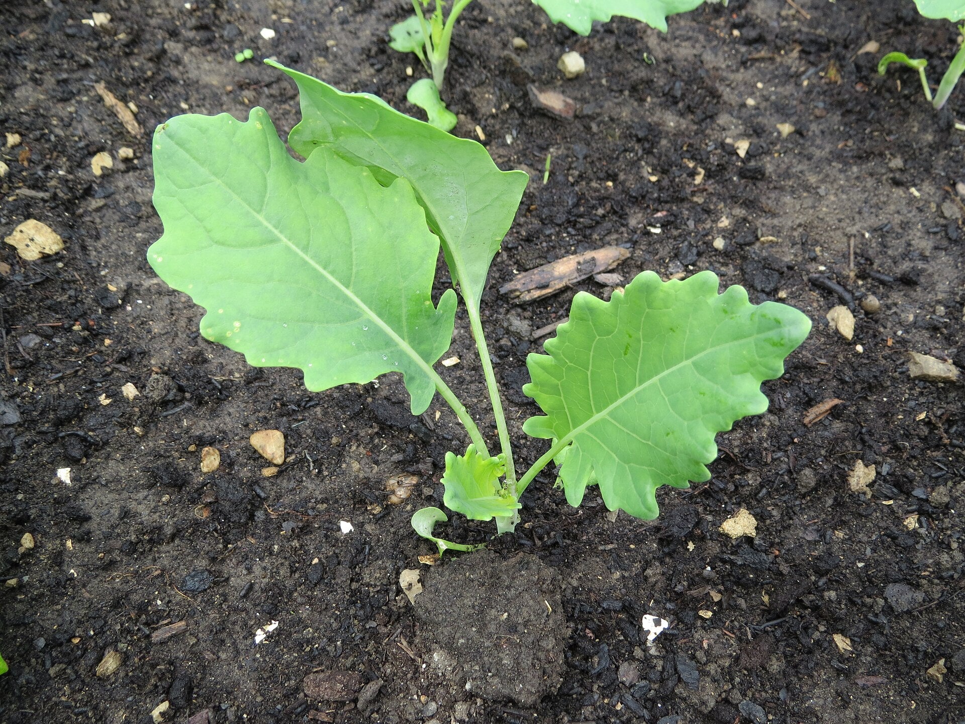 kohlrabi in a raised bed