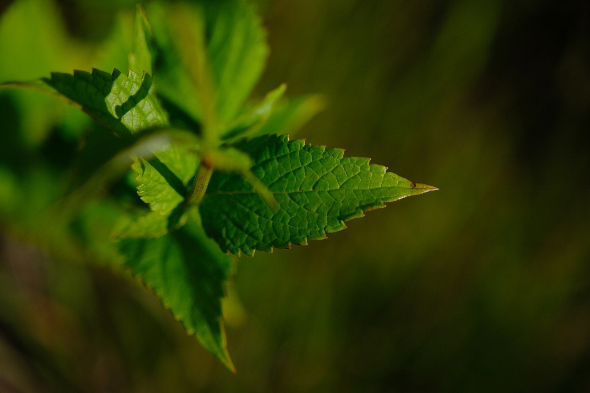 anise hyssop in a raised bed