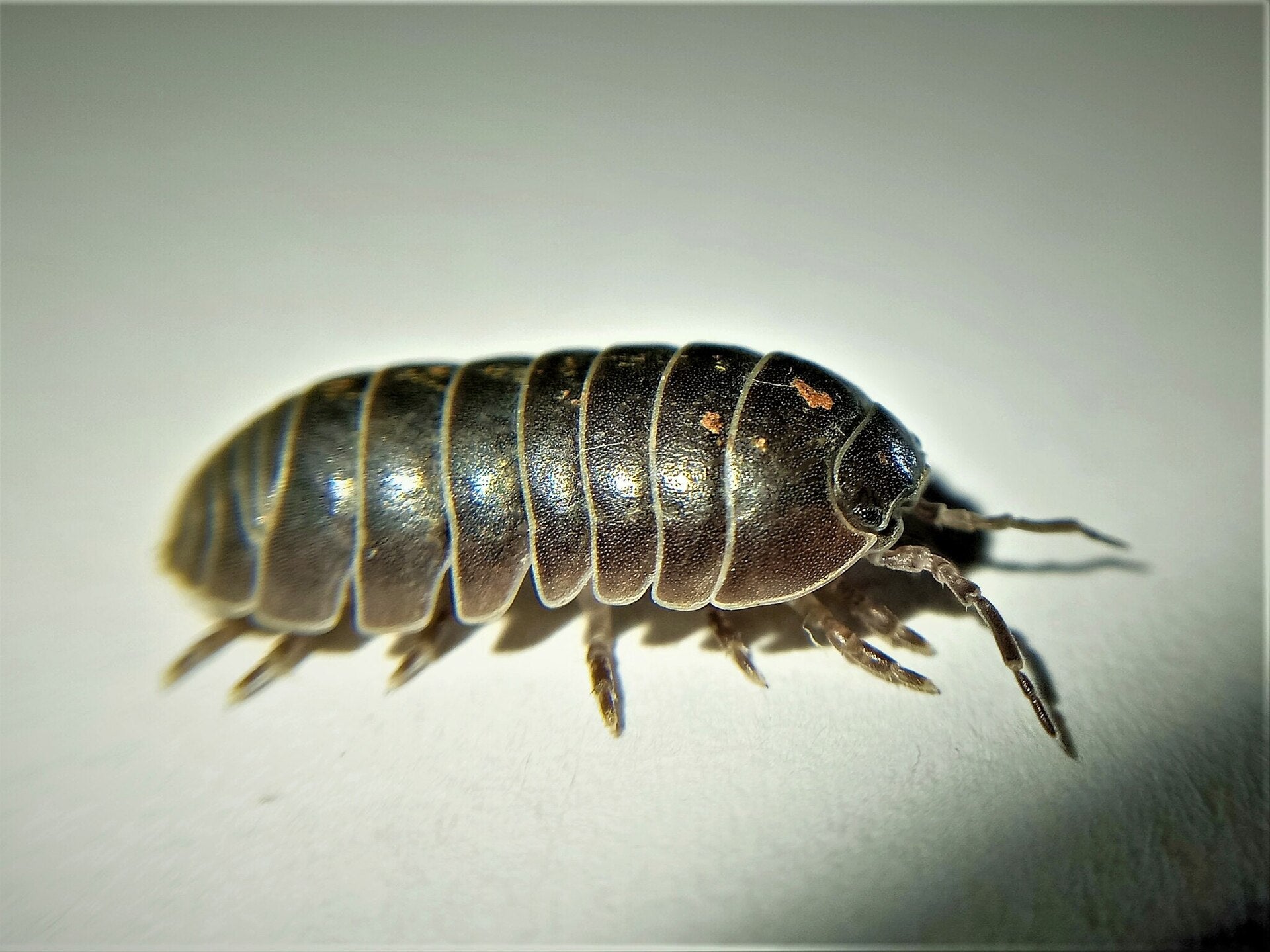 Slaters: friend or foe in the veggie patch?