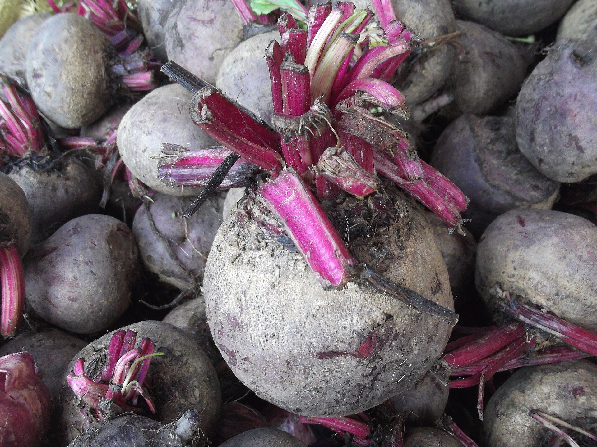 beetroot in a raised bed