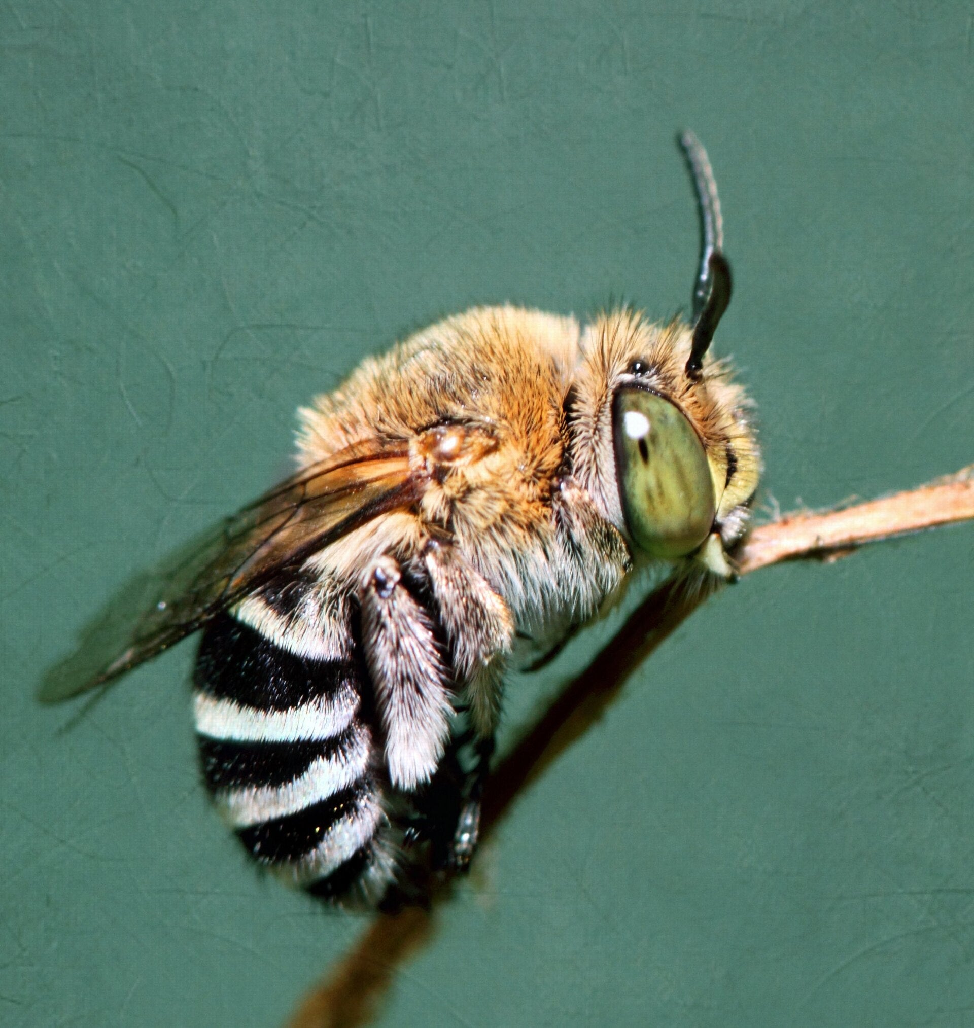 Australian native bees: your best (and cutest) pollinators