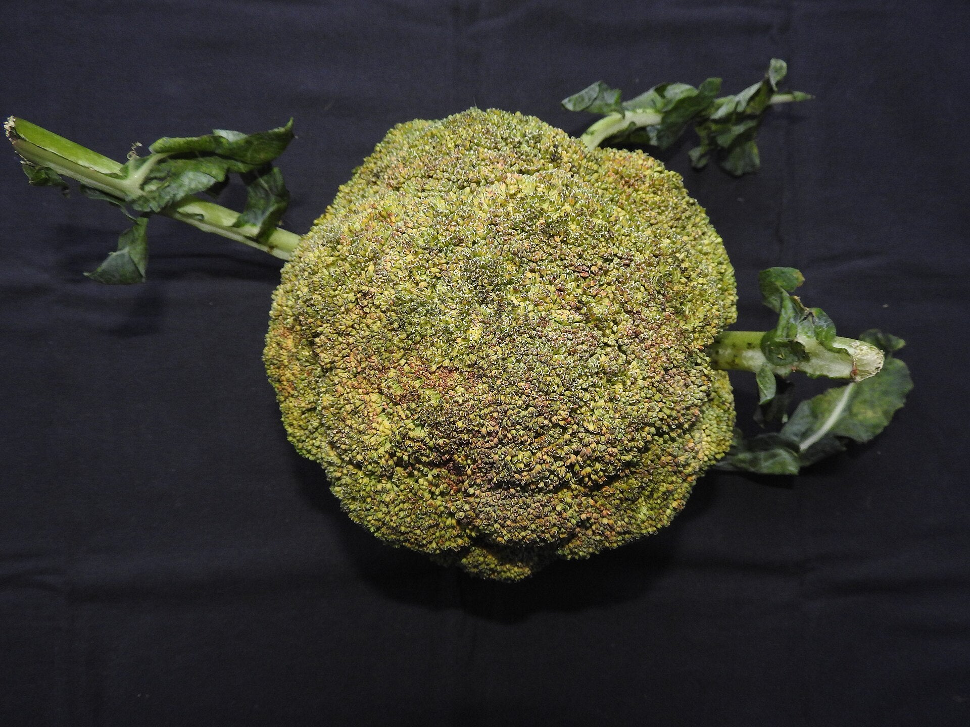 broccoli in a raised bed