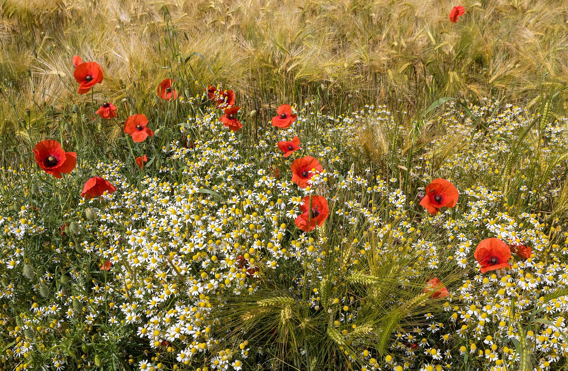 chamomile in a raised bed