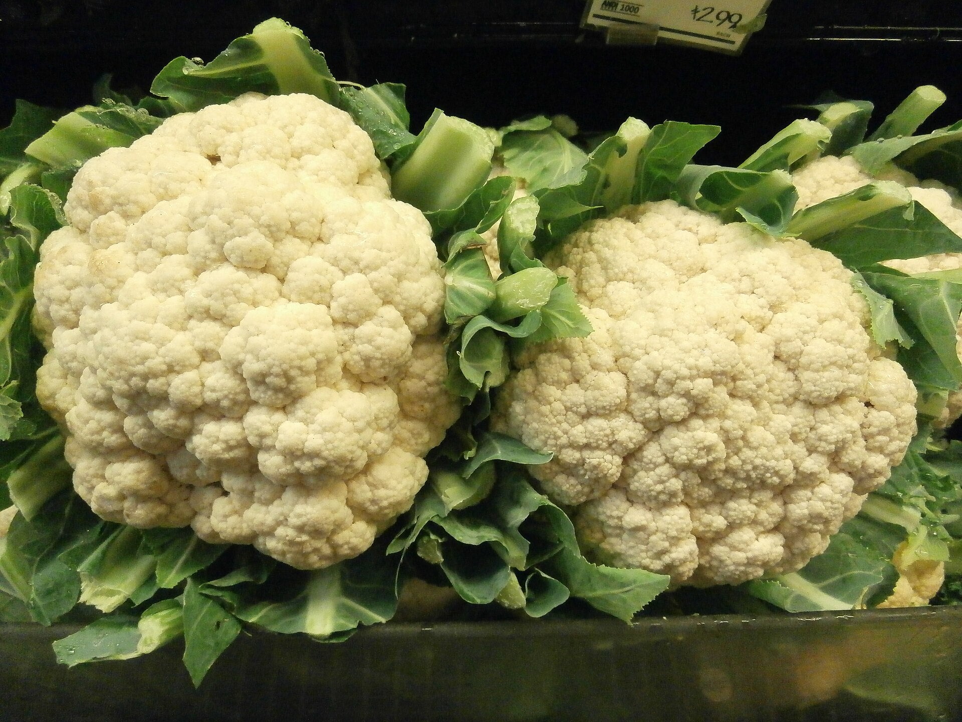 cauliflower in a raised bed