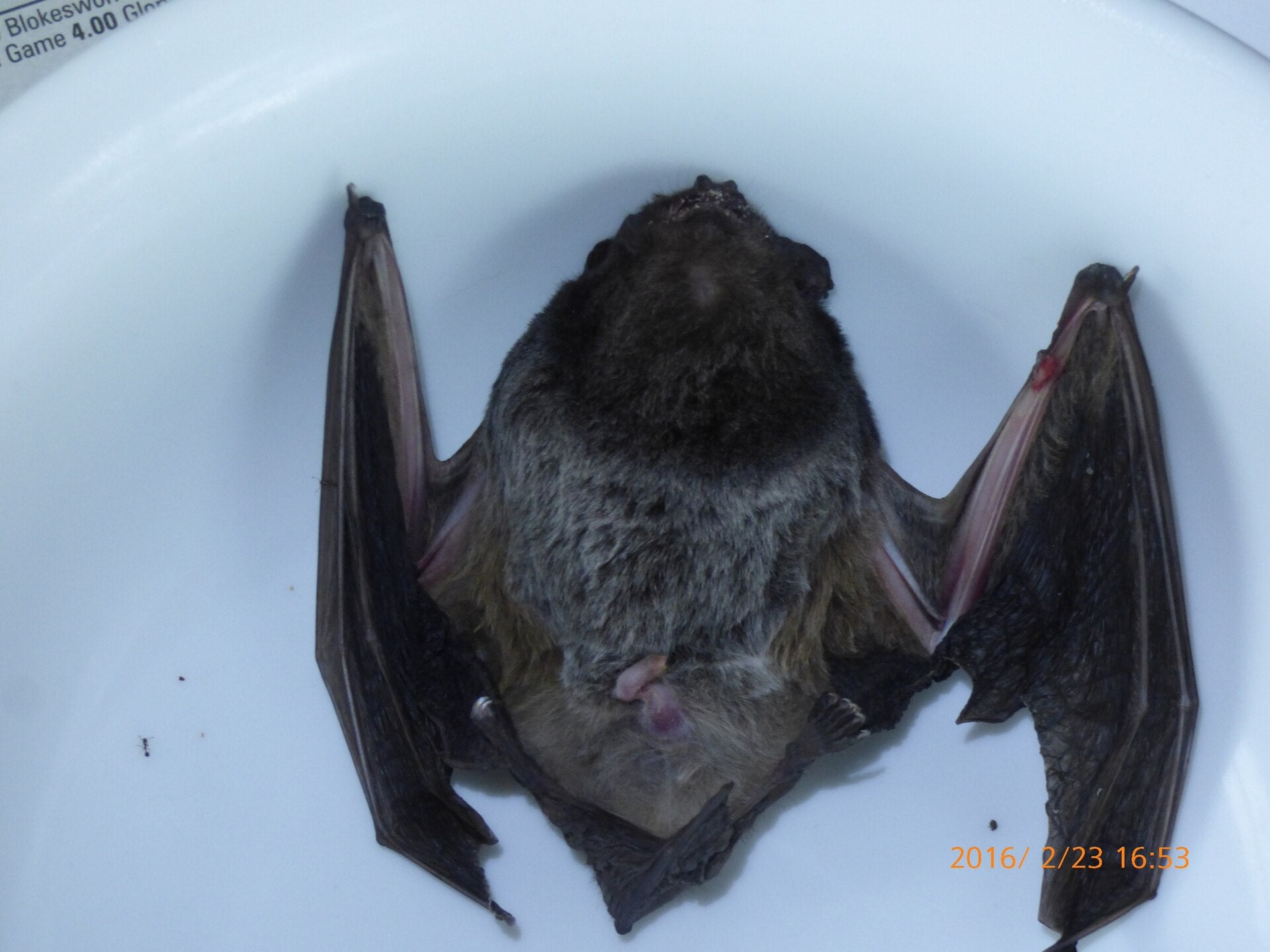 Microbats