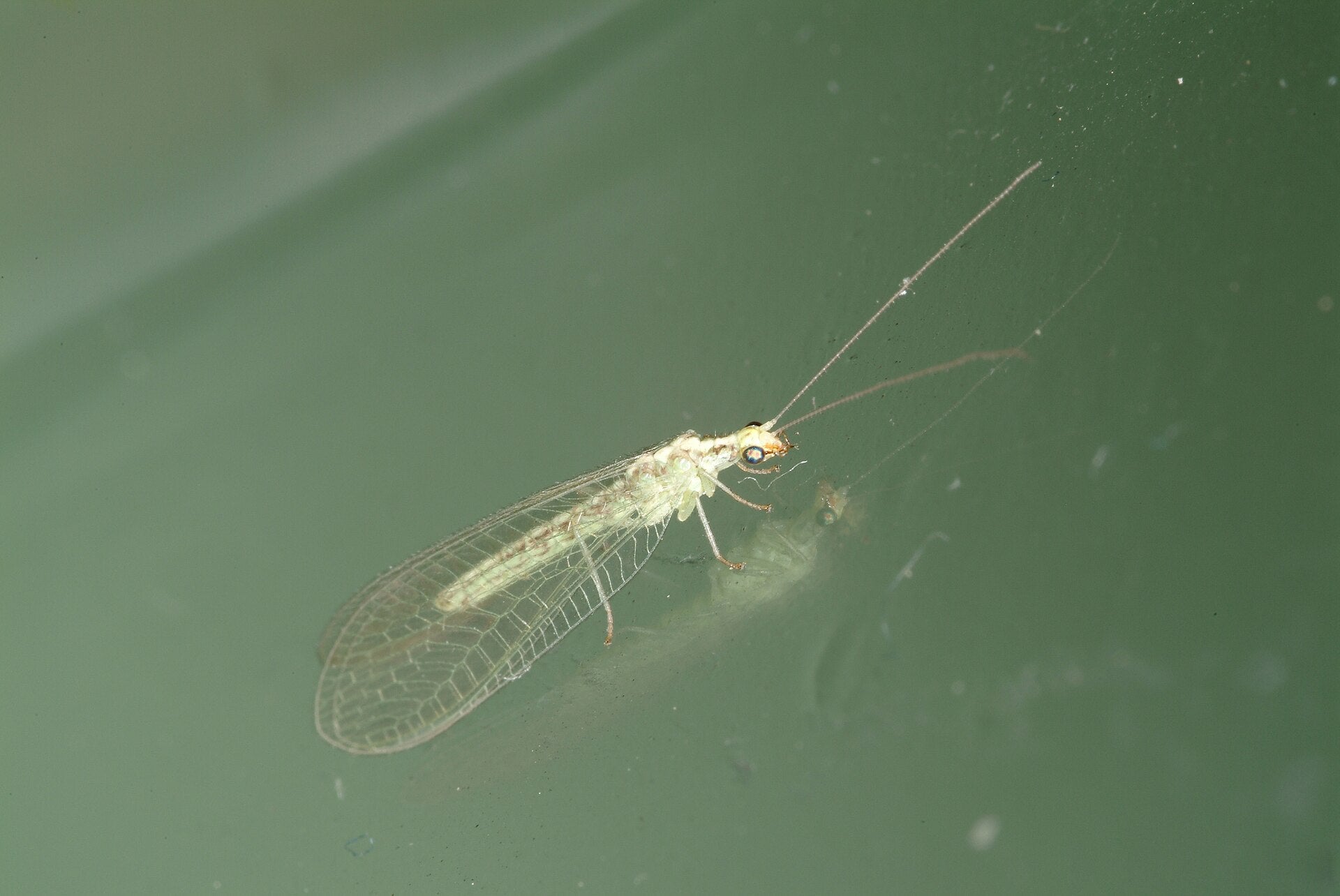 Lacewings