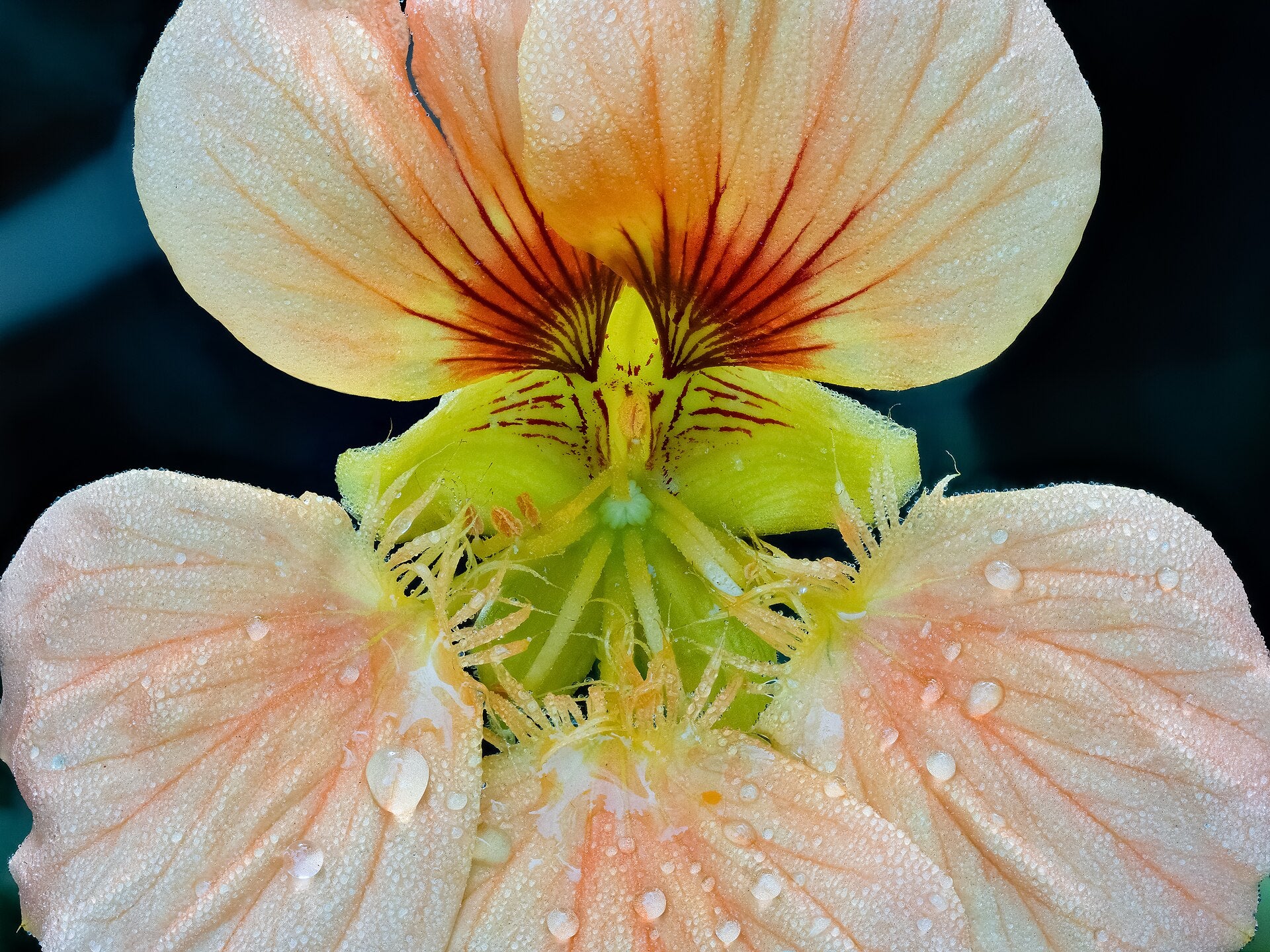 nasturtiums in a raised bed