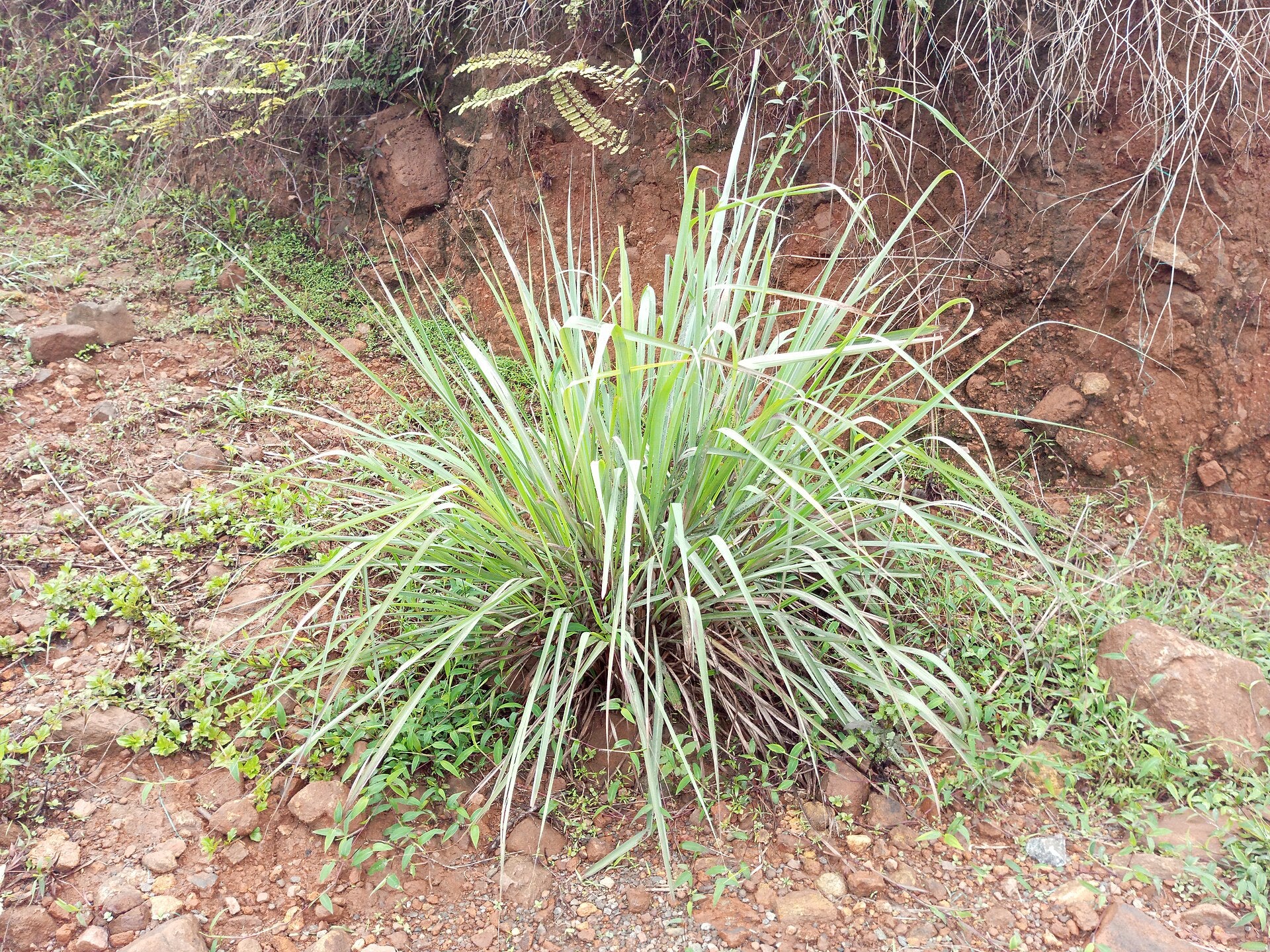 lemongrass in a raised bed
