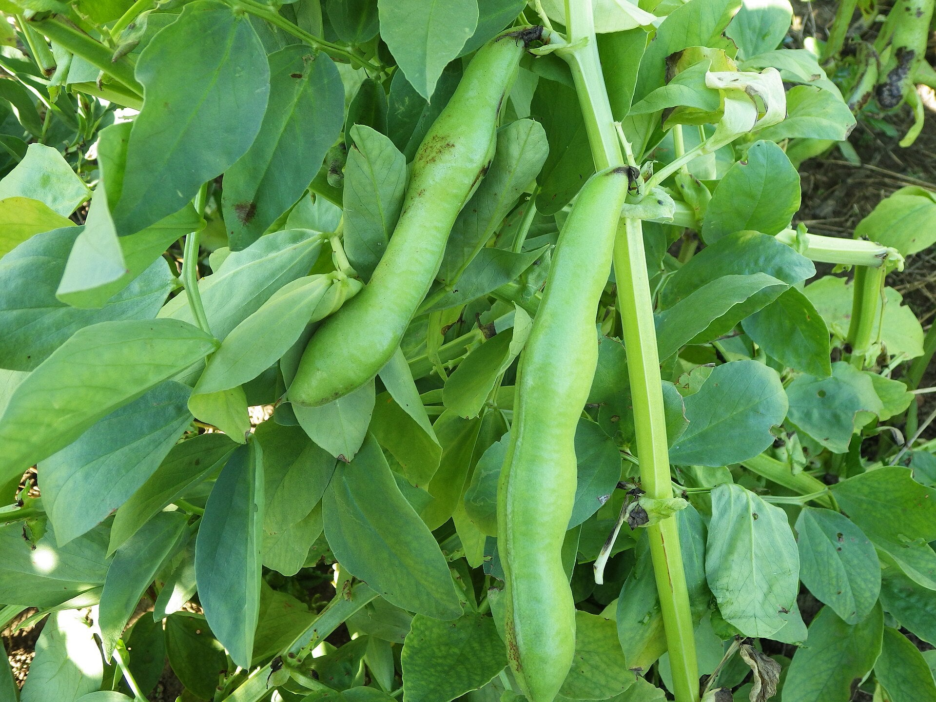 broad beans in a raised bed
