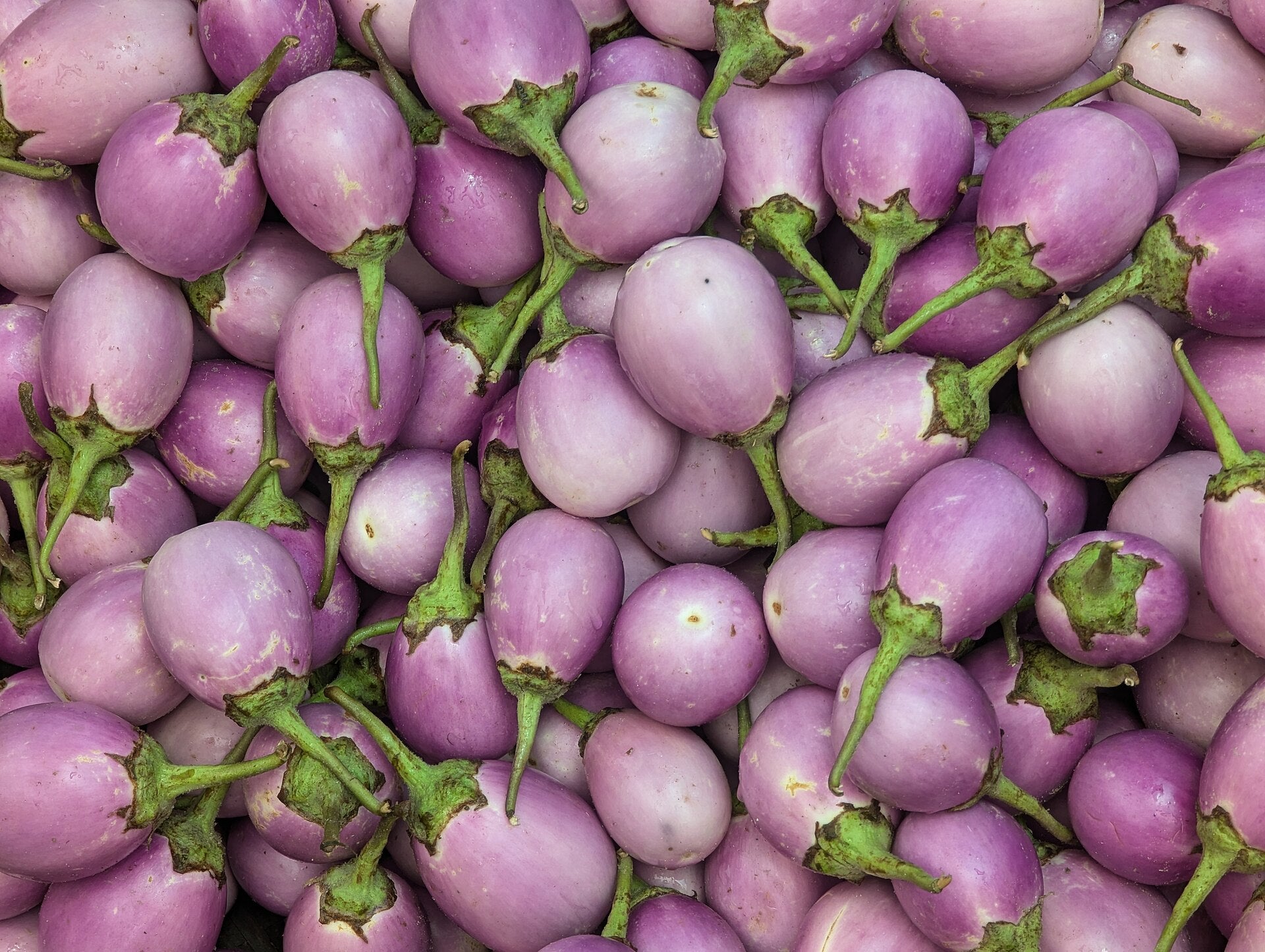 eggplant in a raised bed