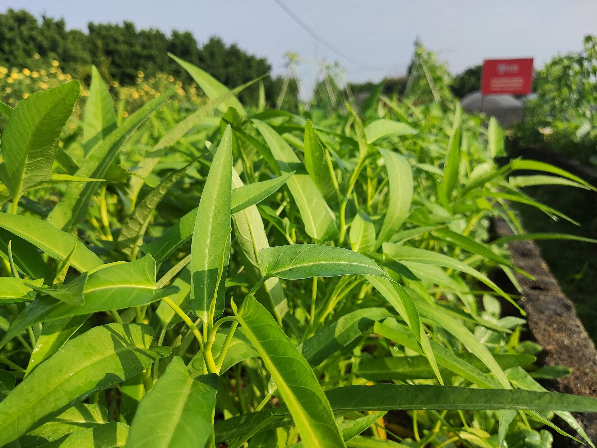 kangkong in a raised bed
