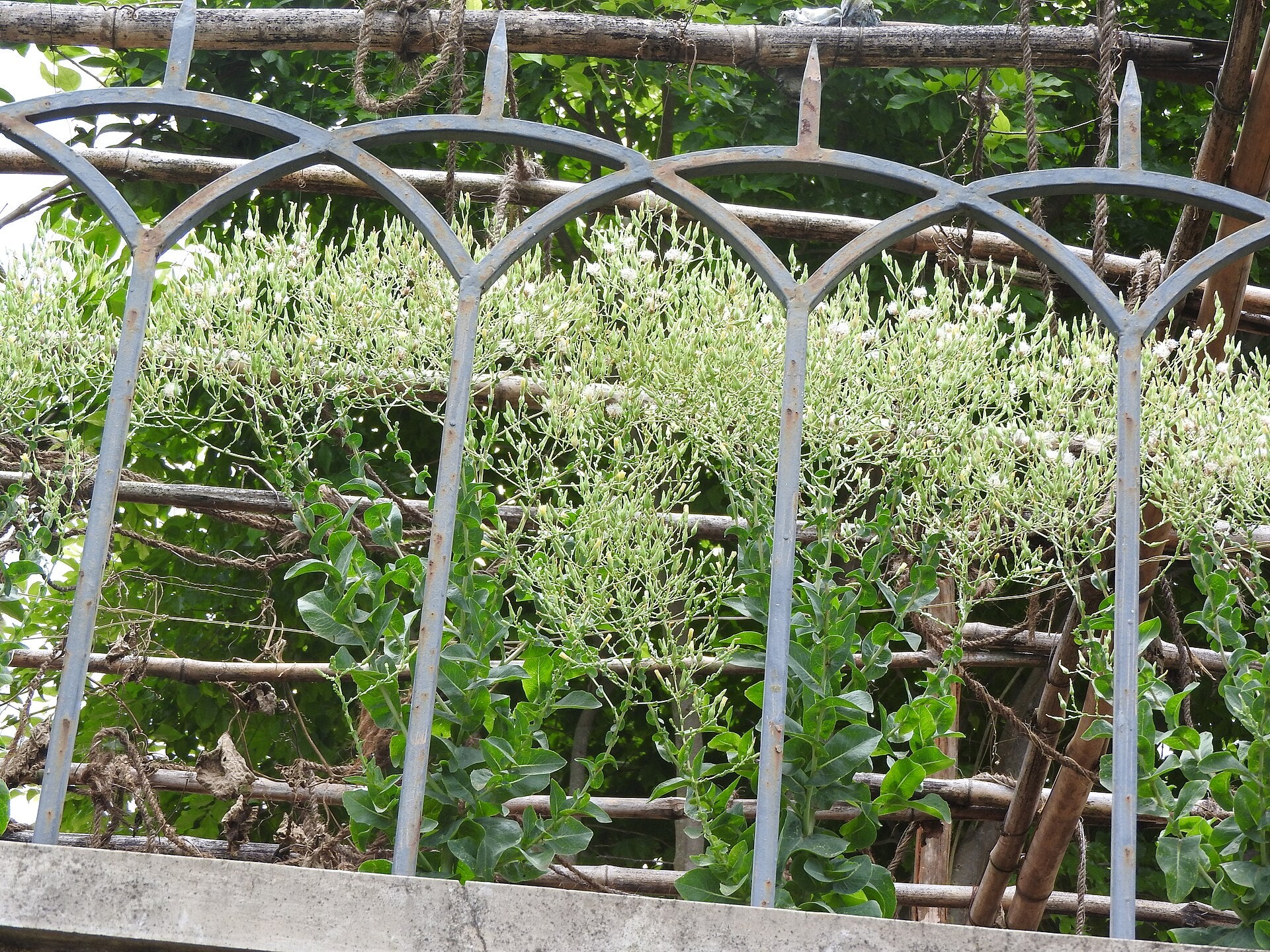 lettuce in a raised bed