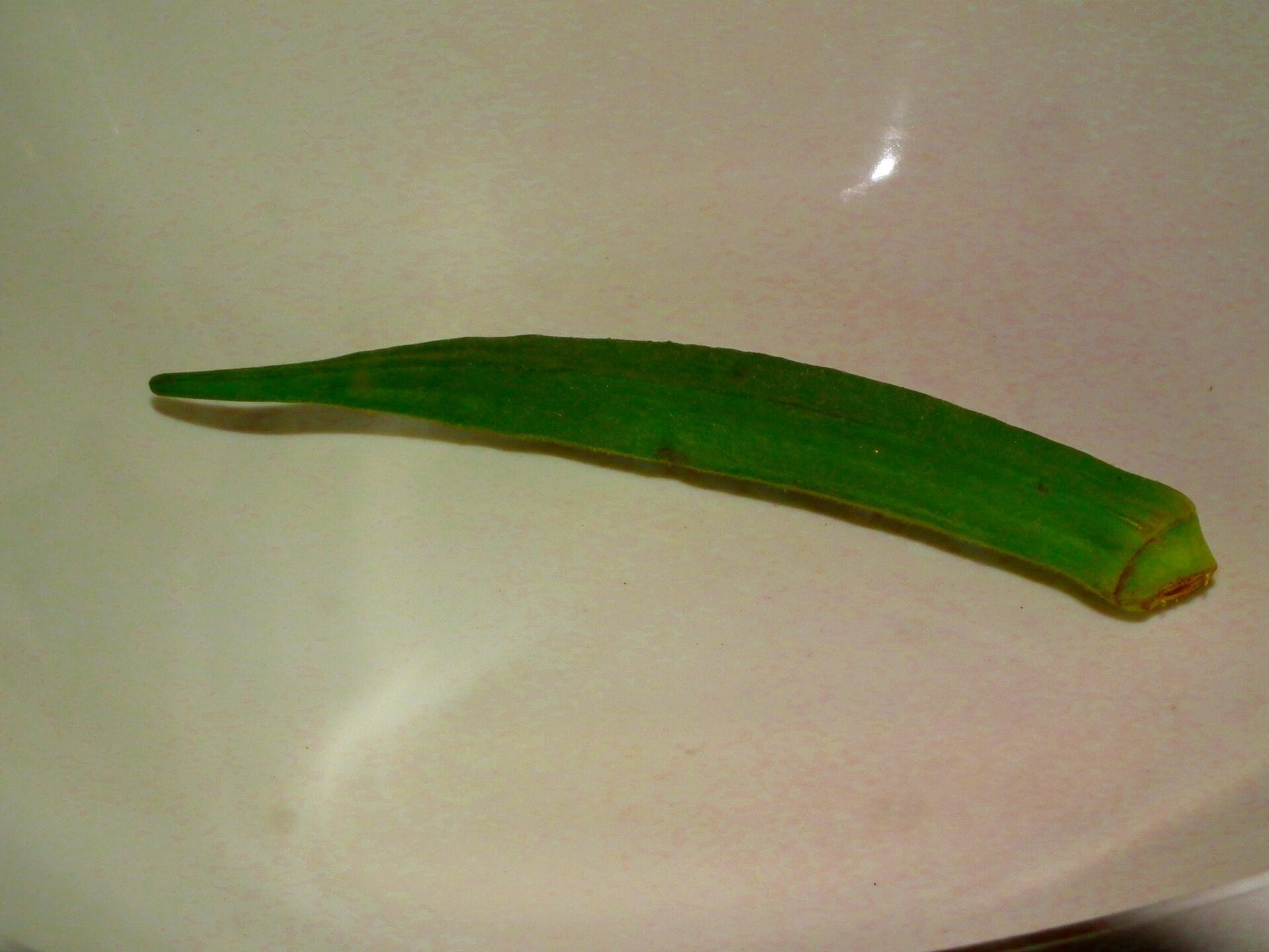 okra in a raised bed