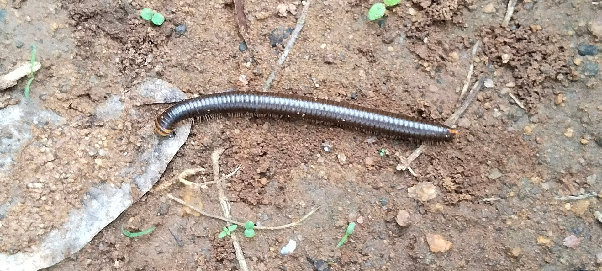 Millipedes: harmless recyclers (mostly)