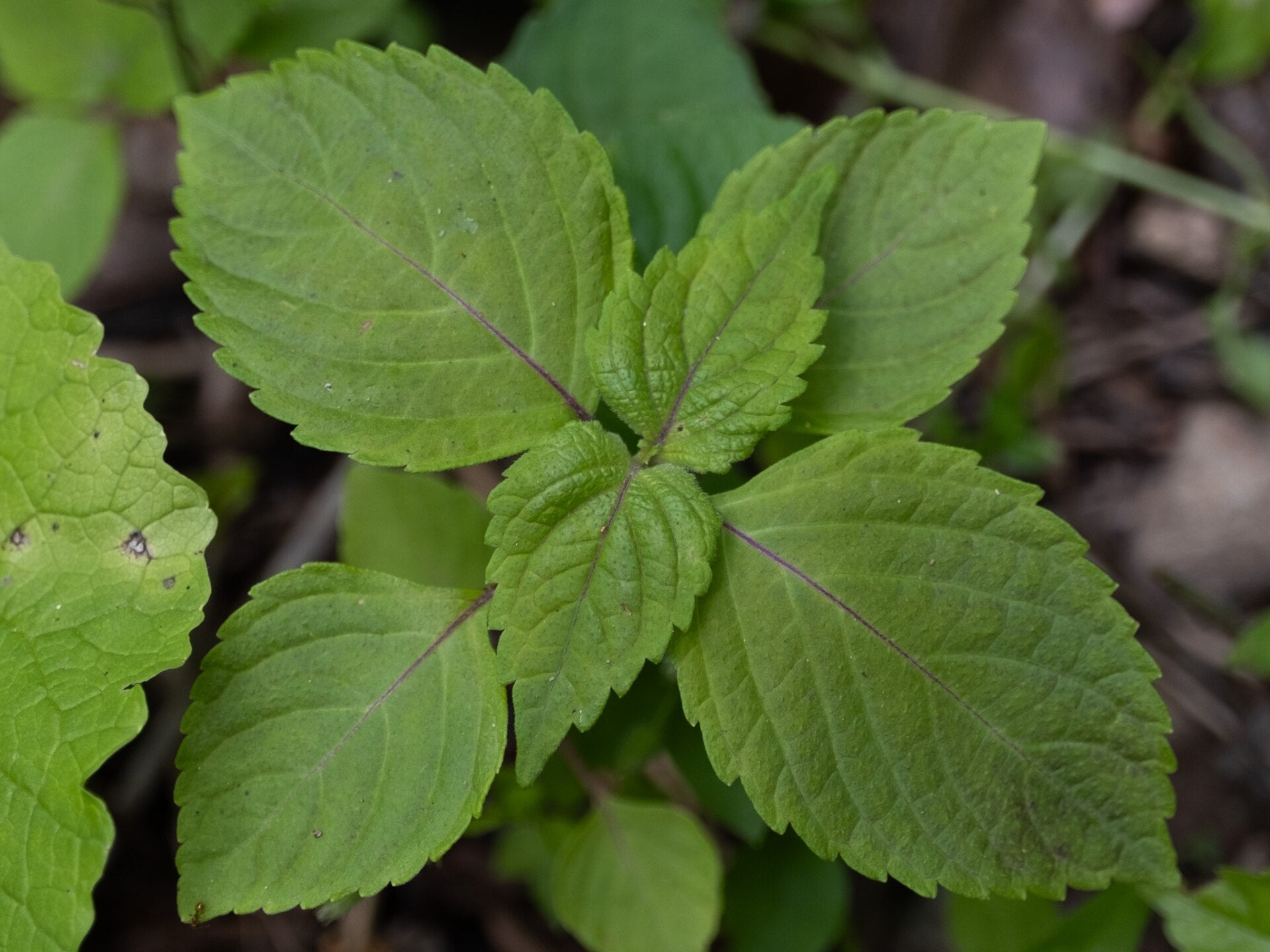shiso in a raised bed