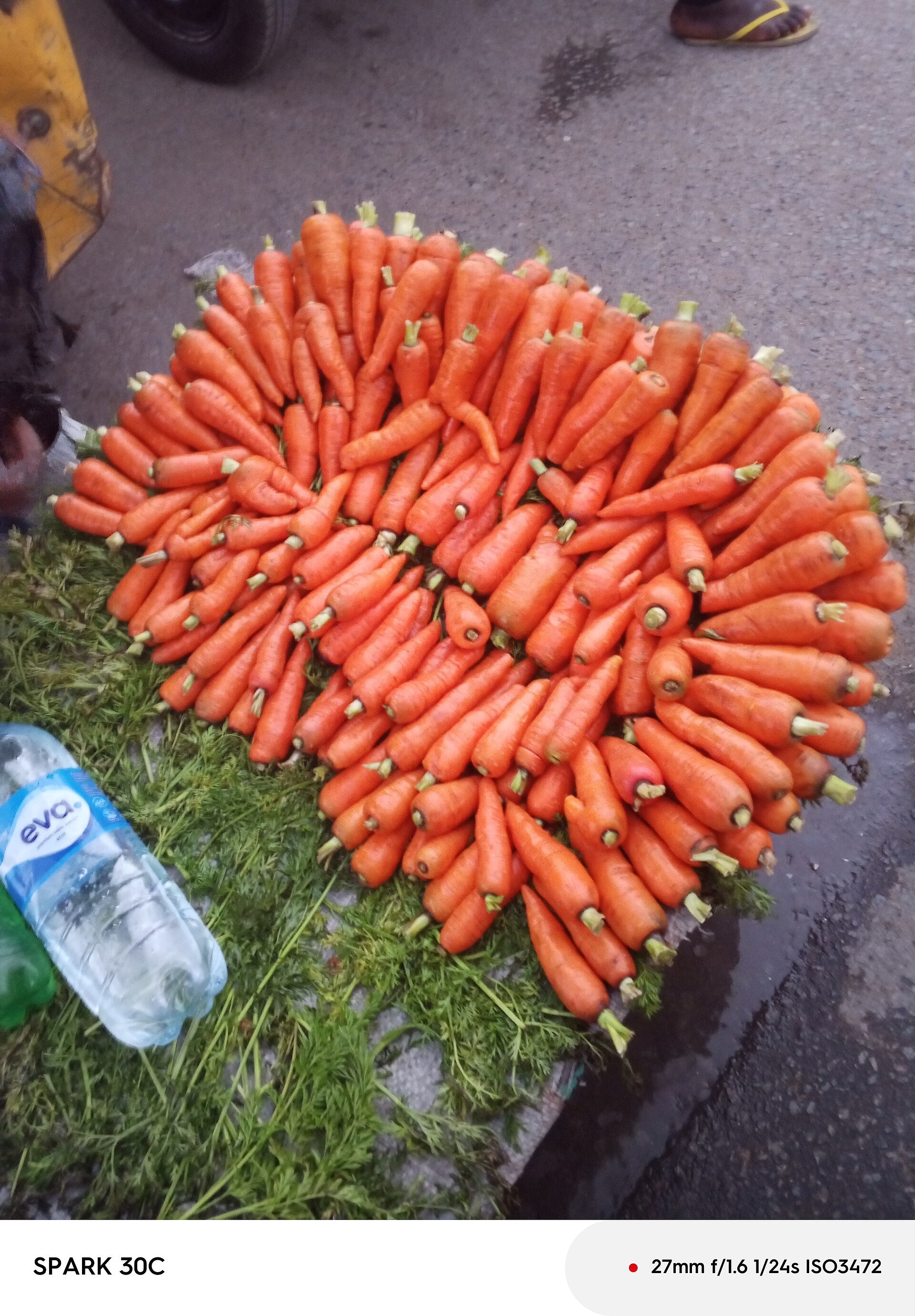carrots in a raised bed