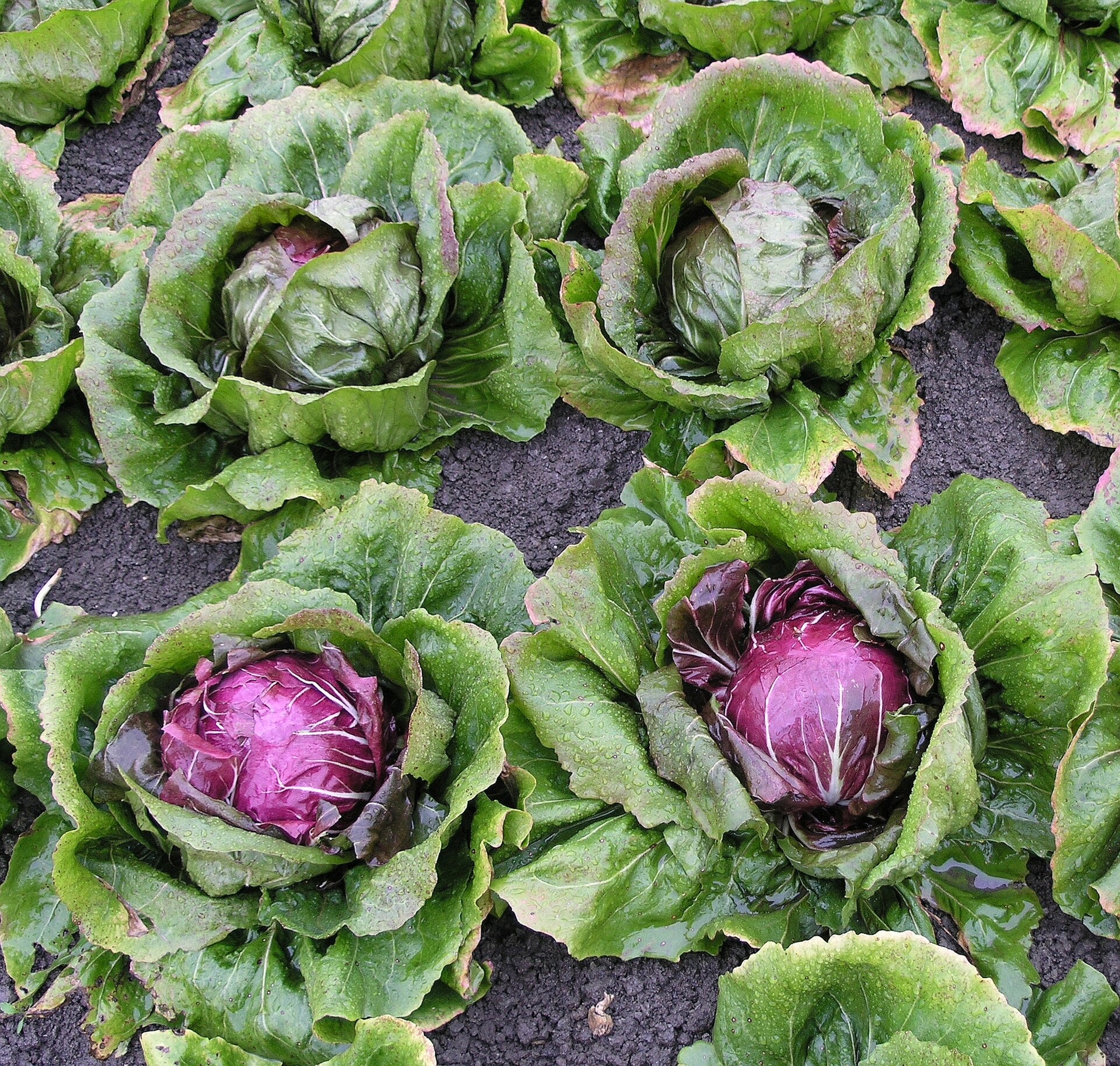 radicchio in a raised bed