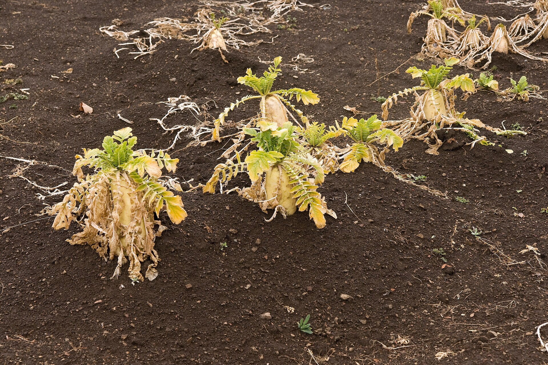 daikon in a raised bed