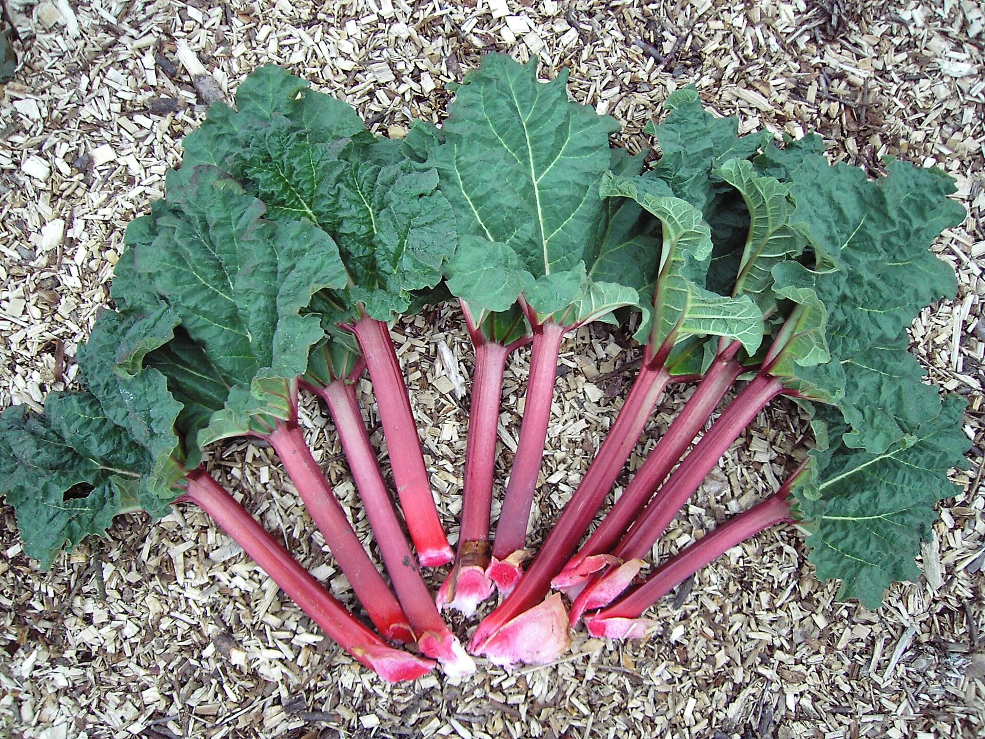 rhubarb in a raised bed