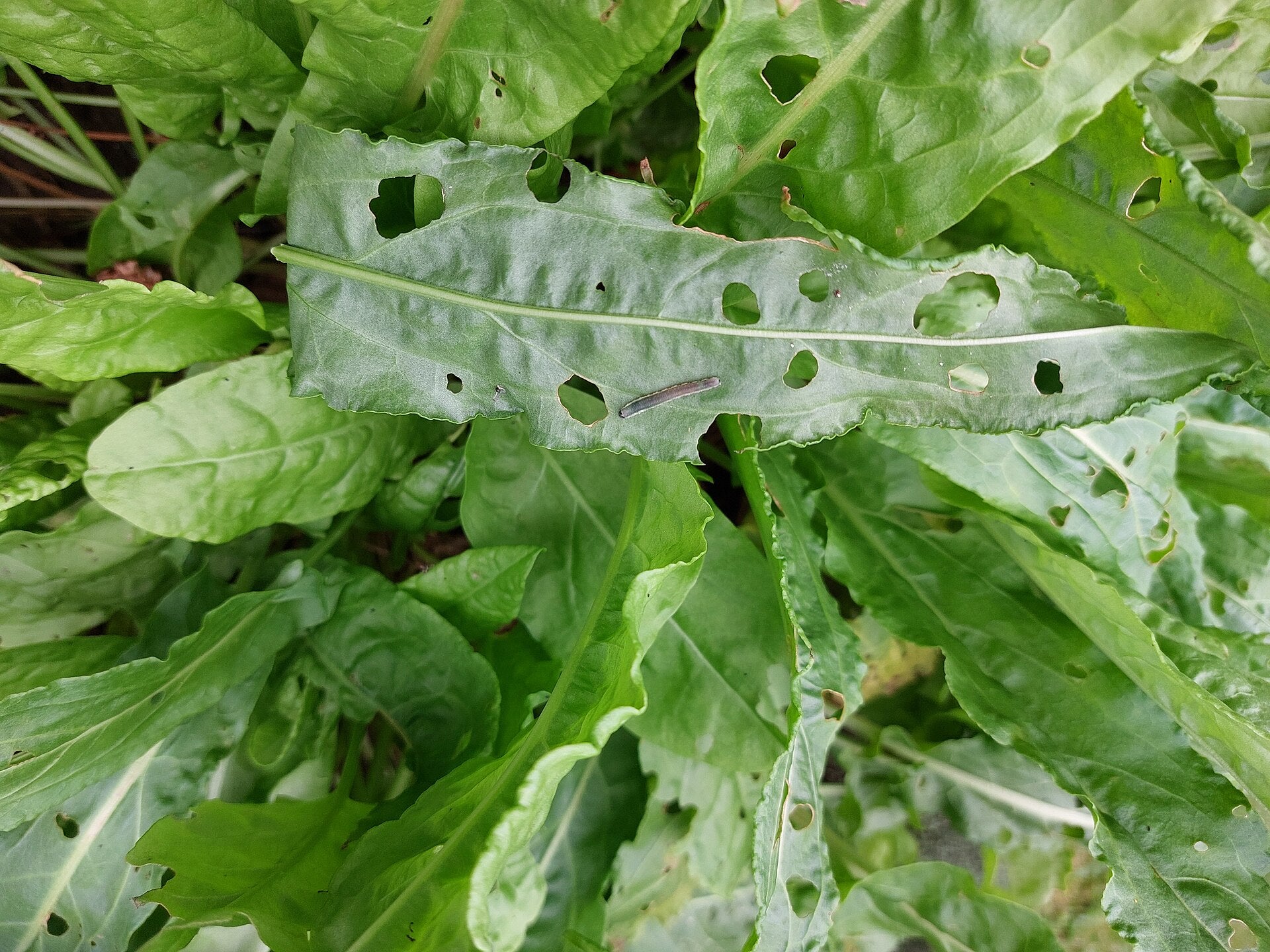 sorrel in a raised bed