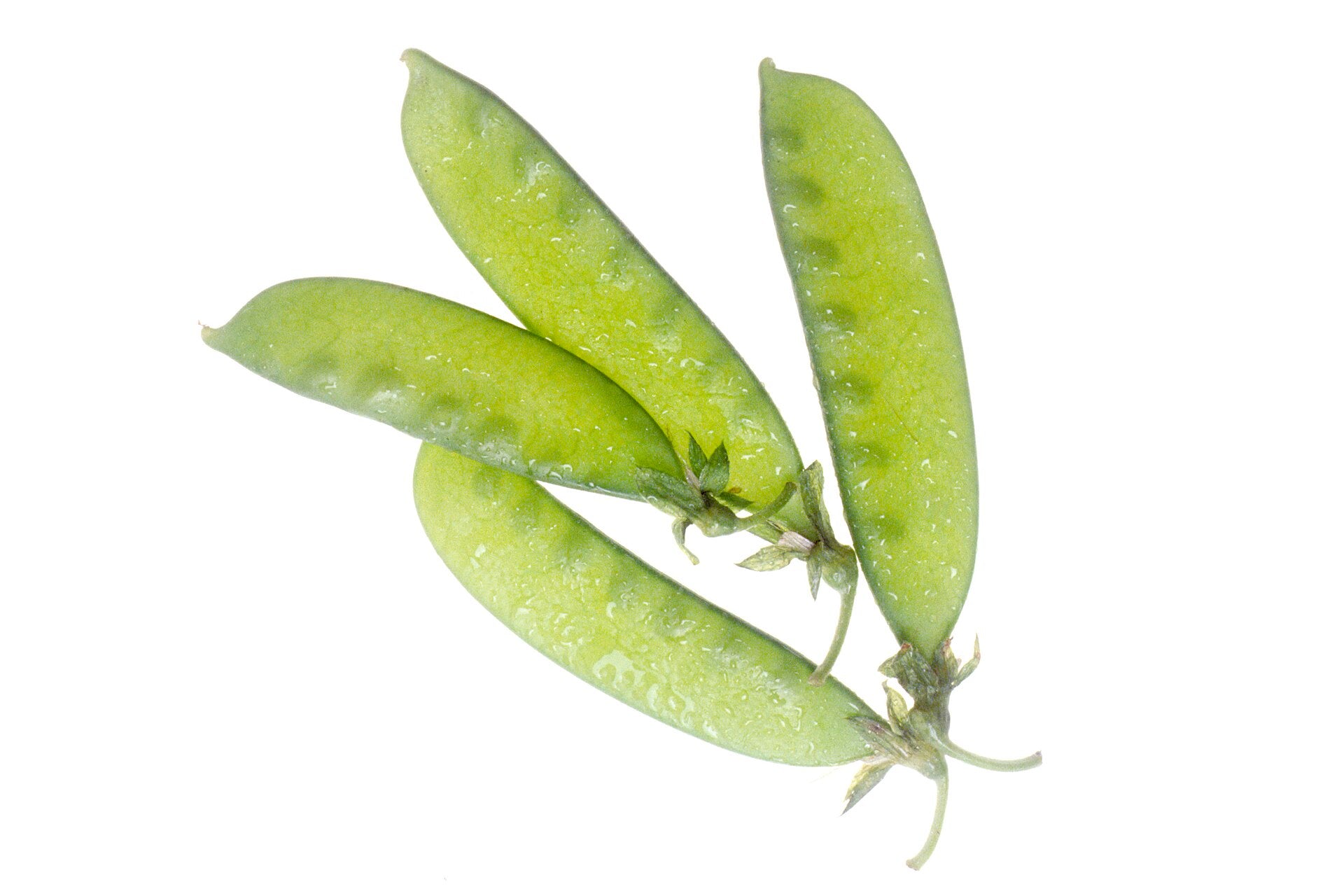 snow peas in a raised bed