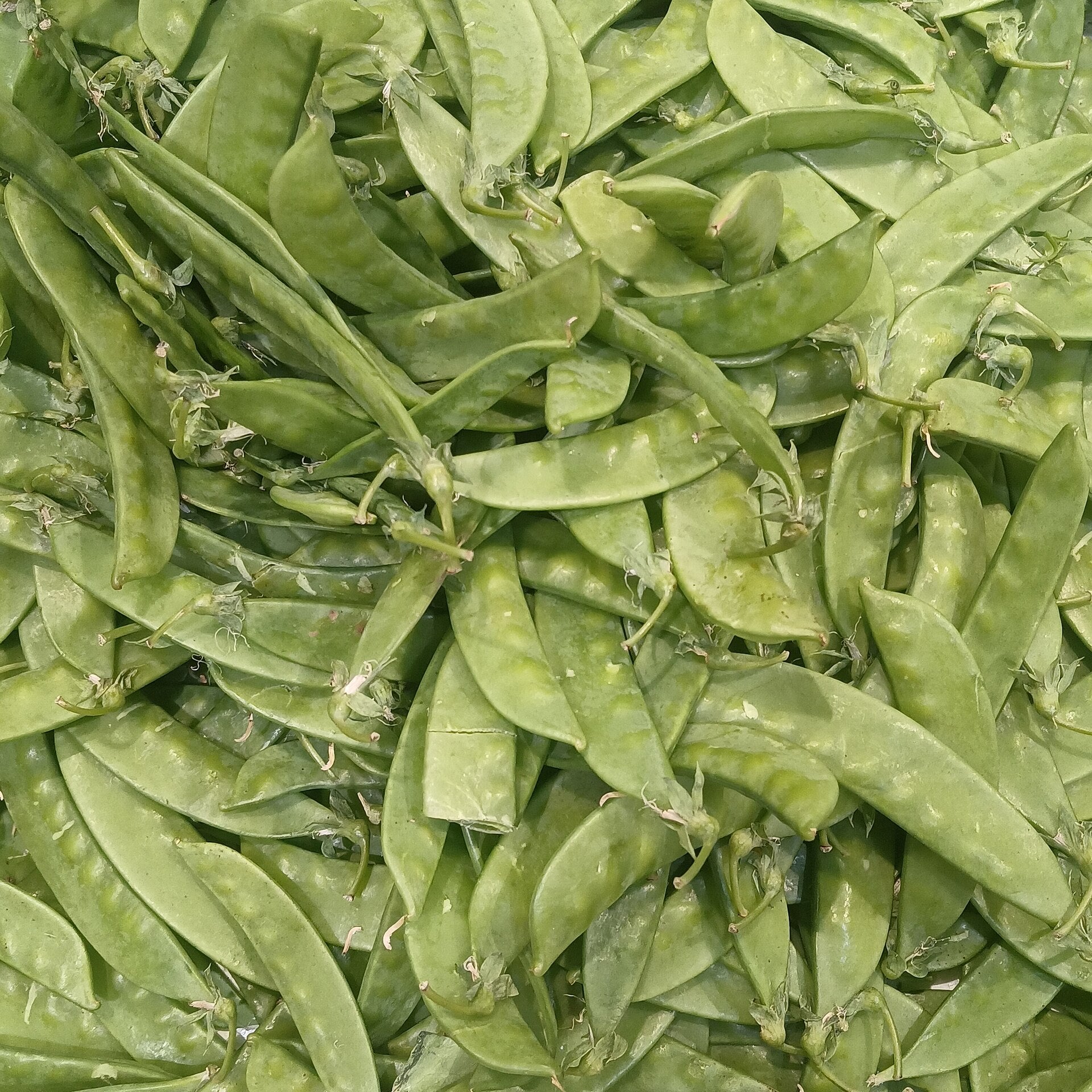 peas in a raised bed