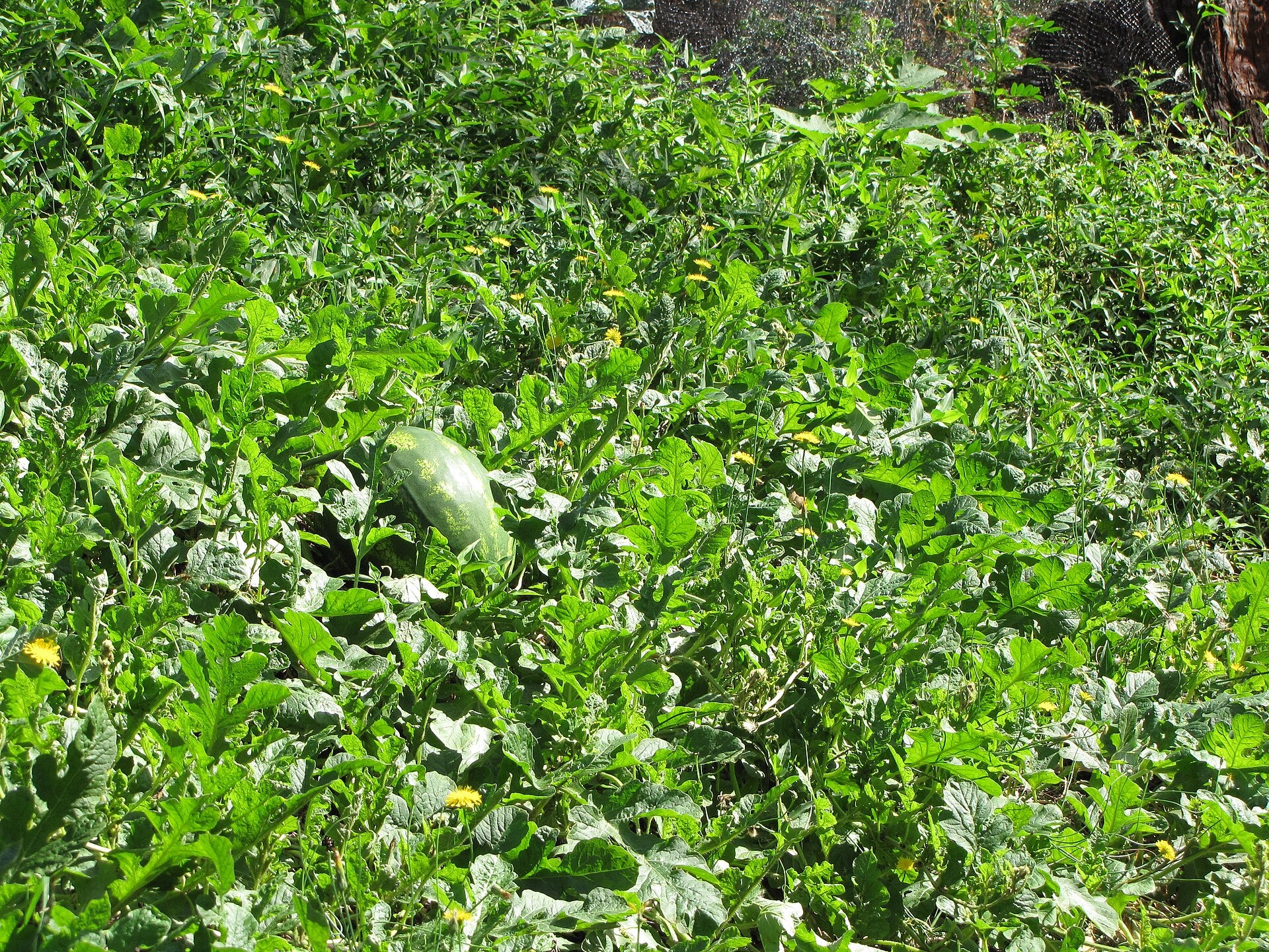 watermelon in a raised bed