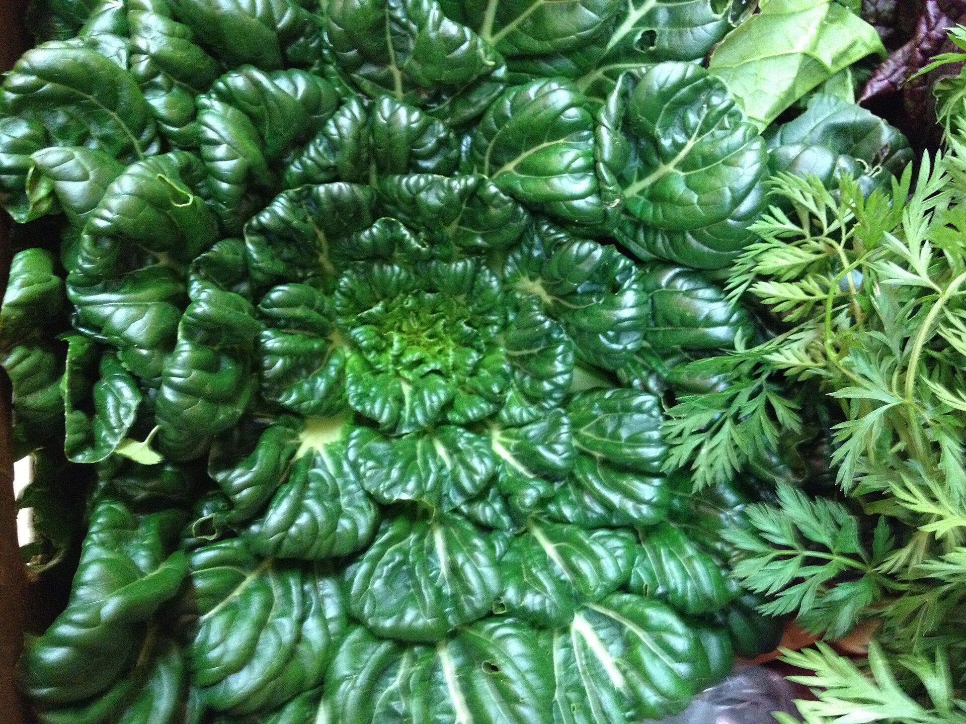 tatsoi in a raised bed