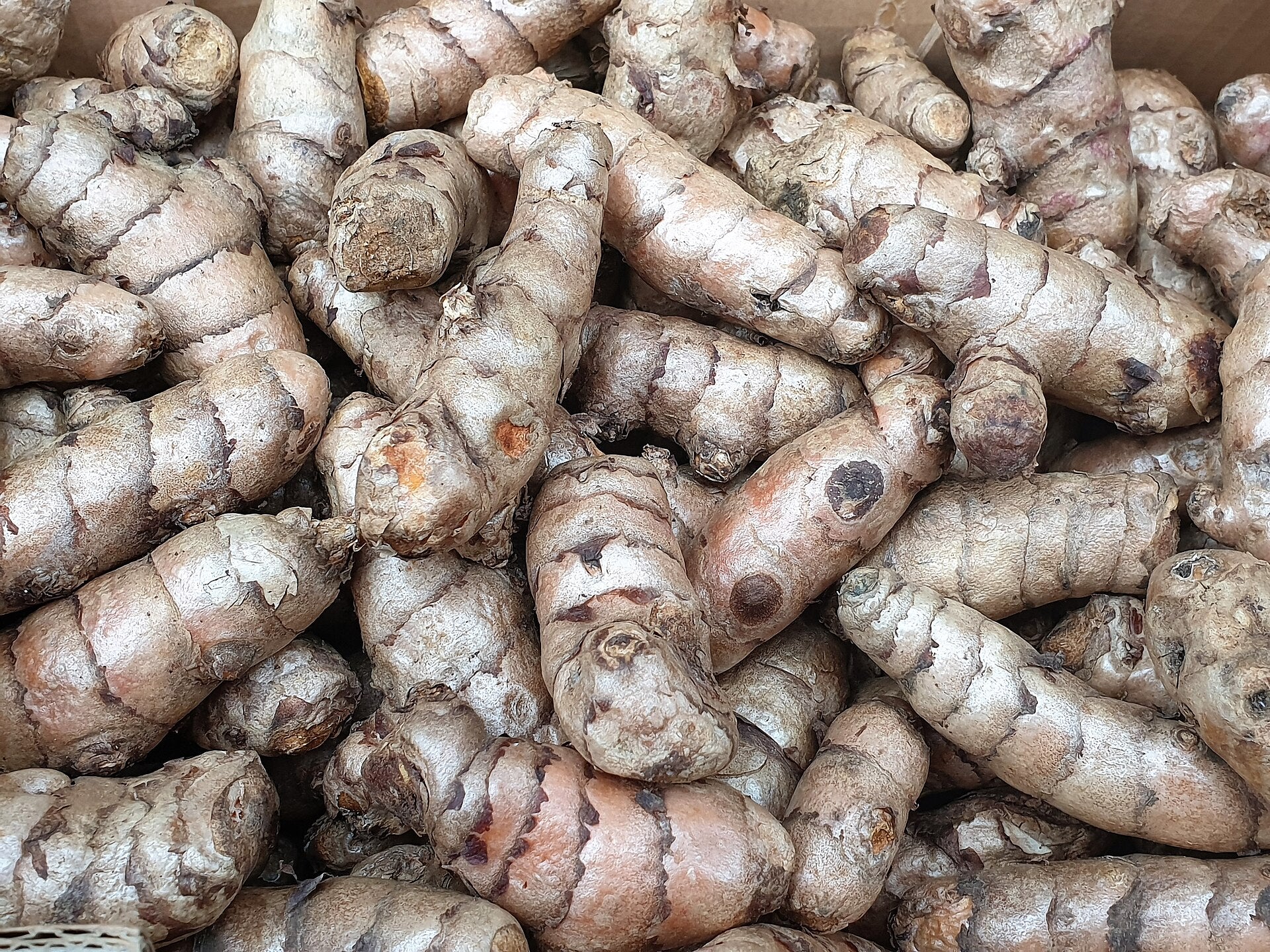turmeric in a raised bed