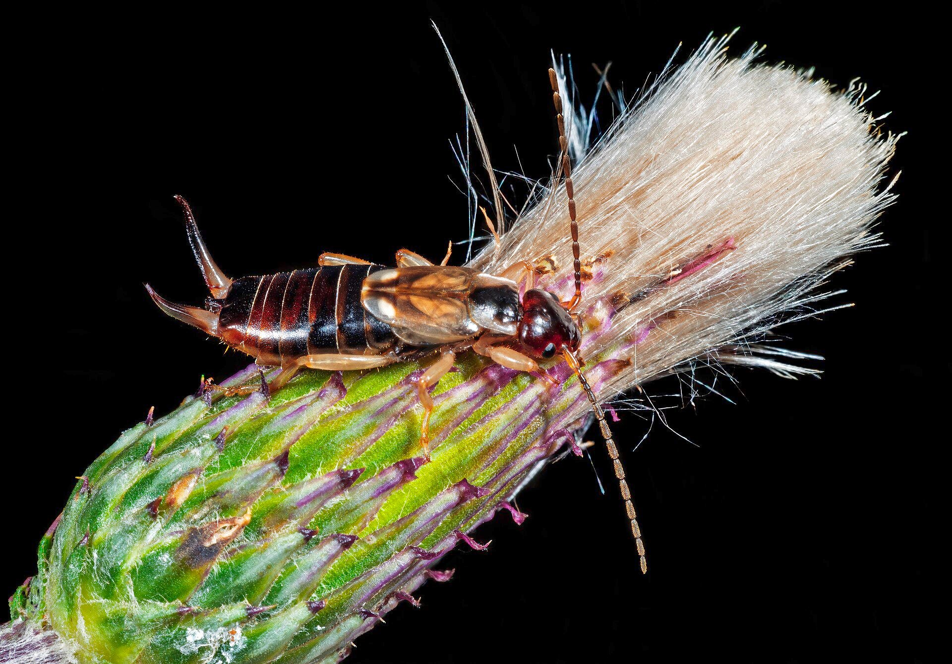 An earwig with its rear pincers
