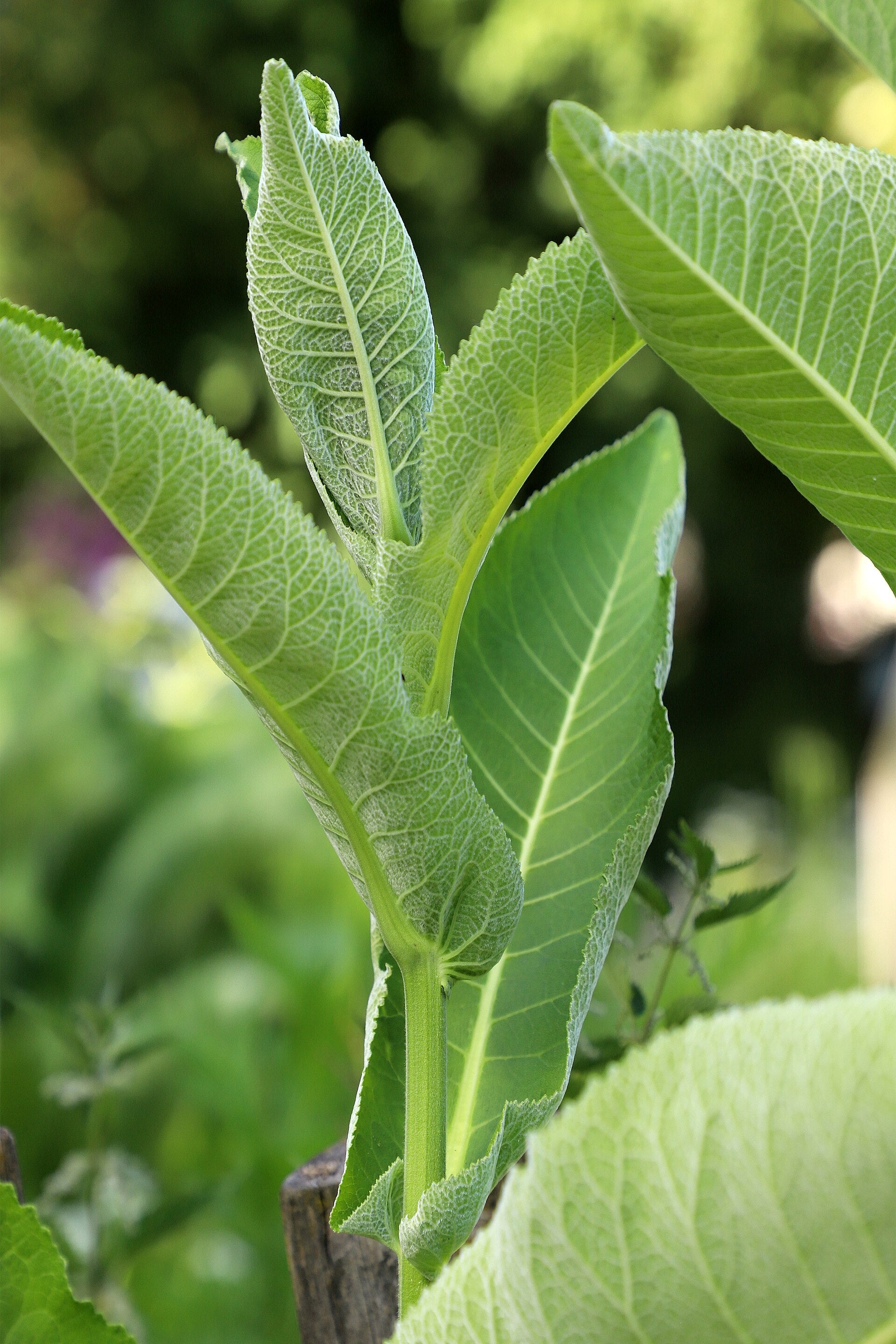 horseradish in a raised bed