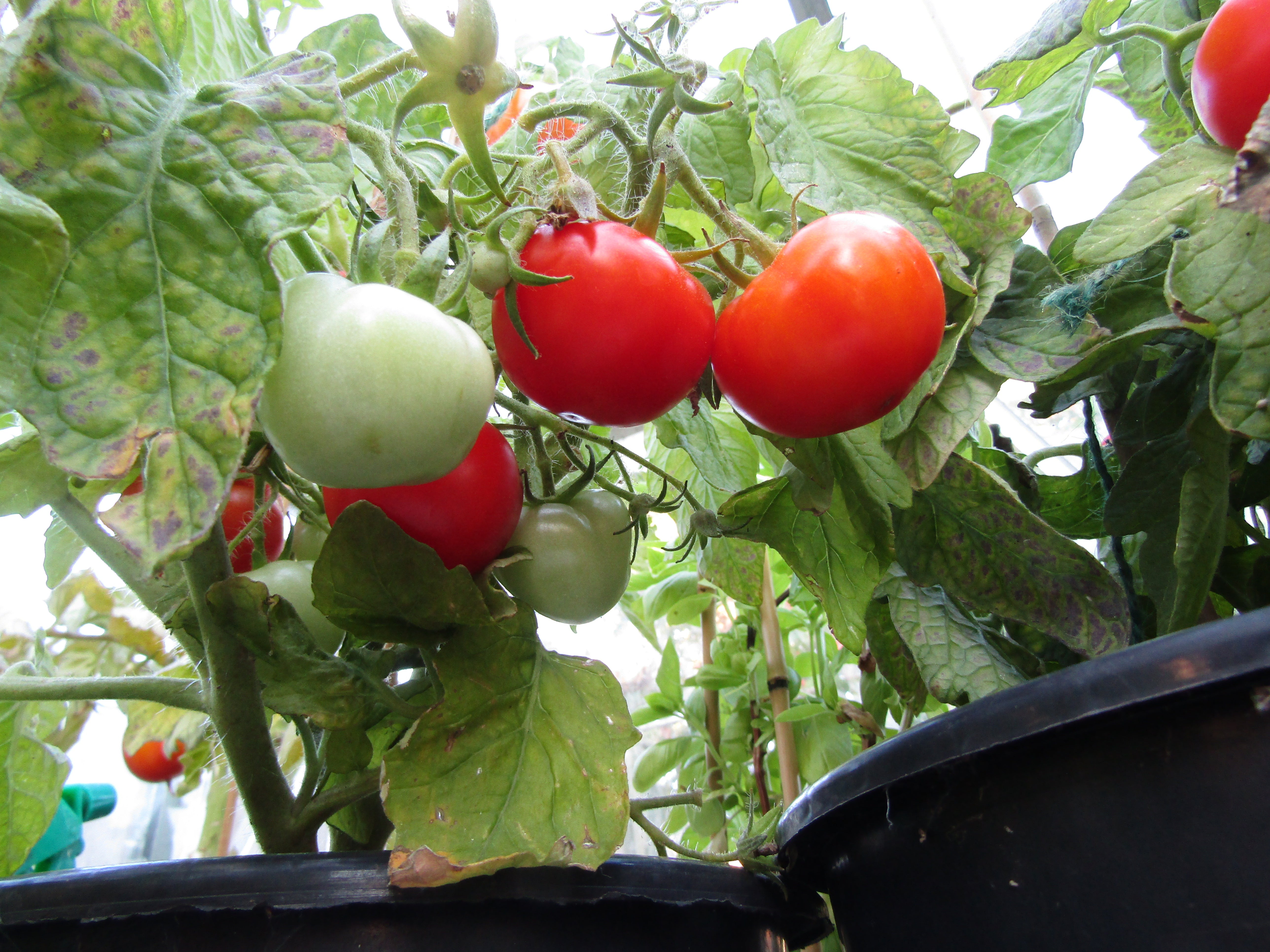 A bush tomato plant laden with fruit