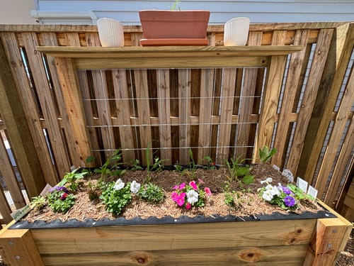 A Corrogarden timber raised garden bed with a trellis and pot shelf, planted with flowering annuals and topped with a thick layer of straw mulch to hold moisture in