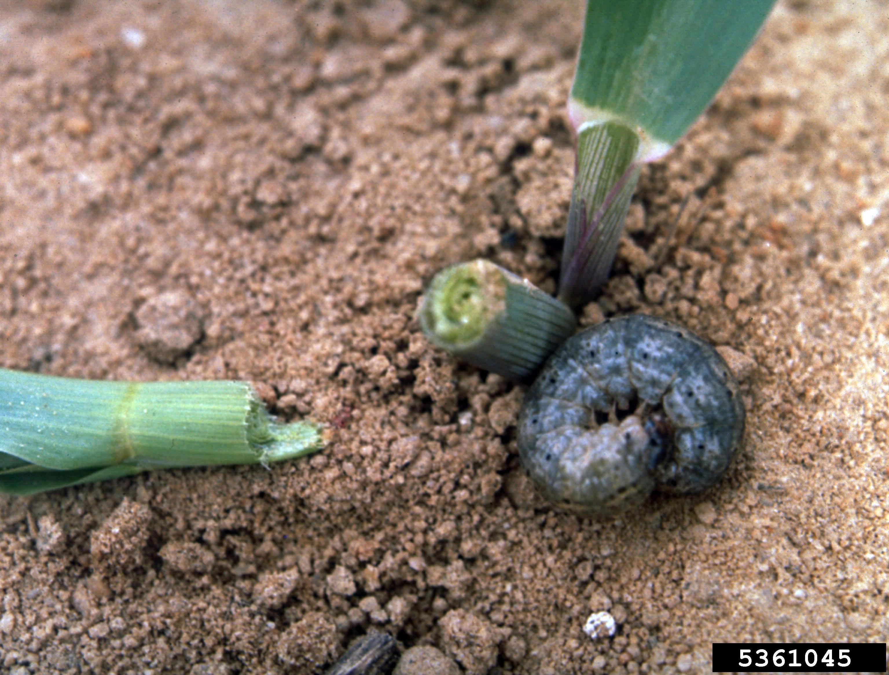 Cutworm (Agrotis ipsilon larva) curled in soil beside a felled seedling