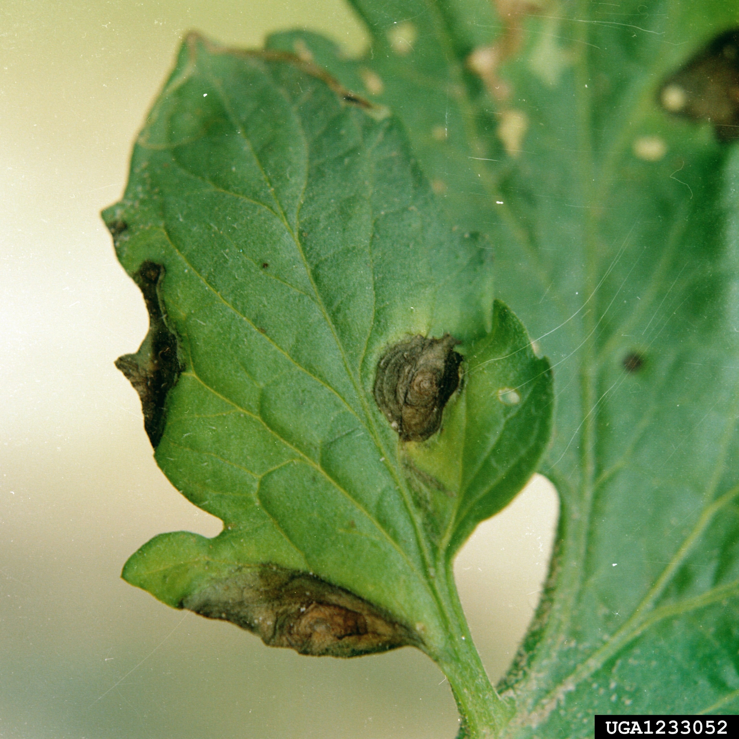 Early blight target-spot lesions on a leaf
