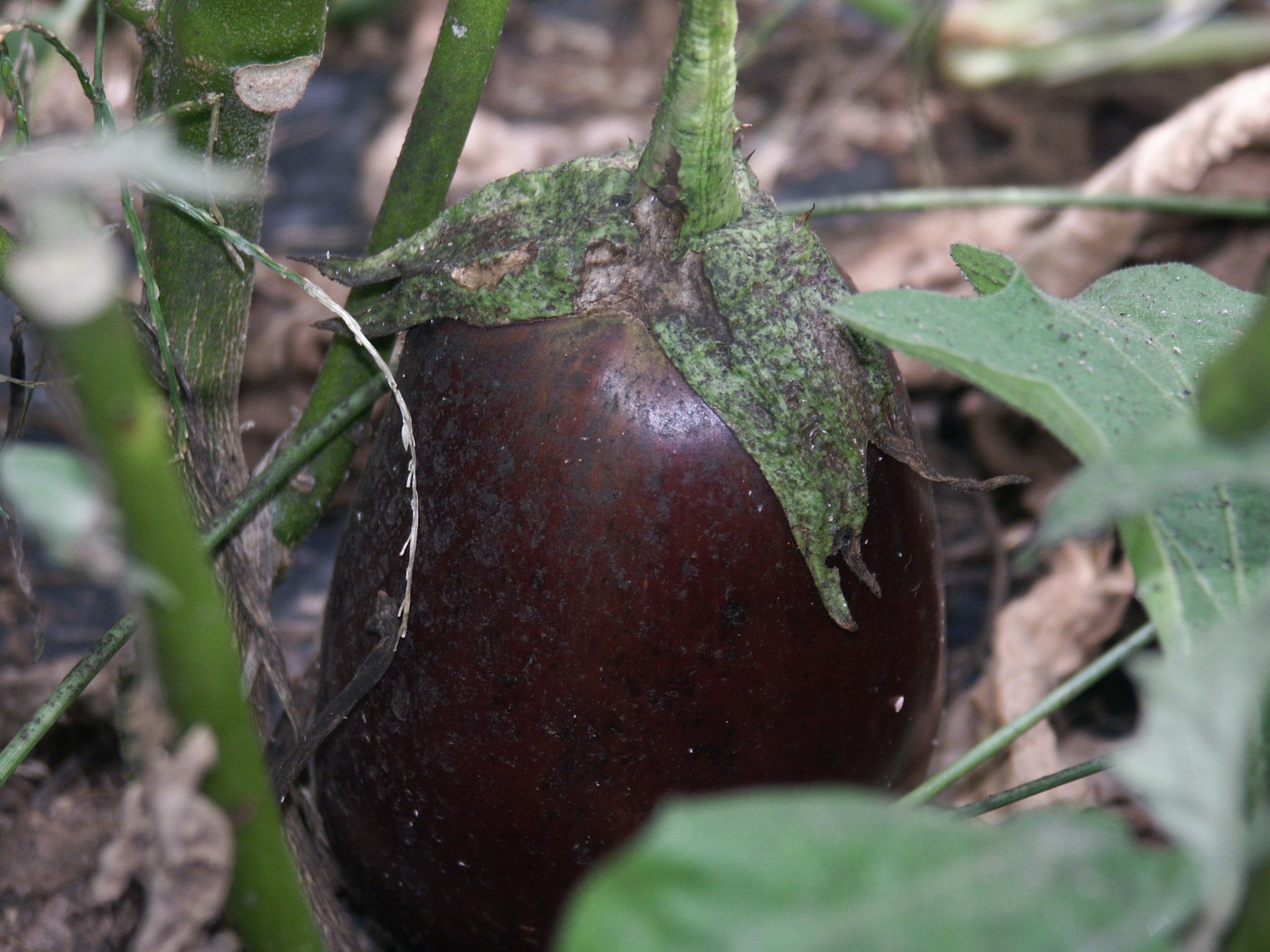 Black sooty mould on an eggplant, growing on aphid honeydew