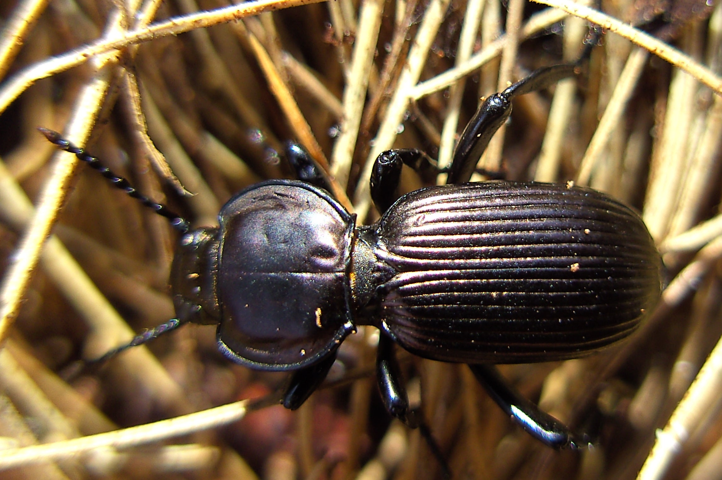 Black ground beetle under a log, a night-hunting Australian garden predator