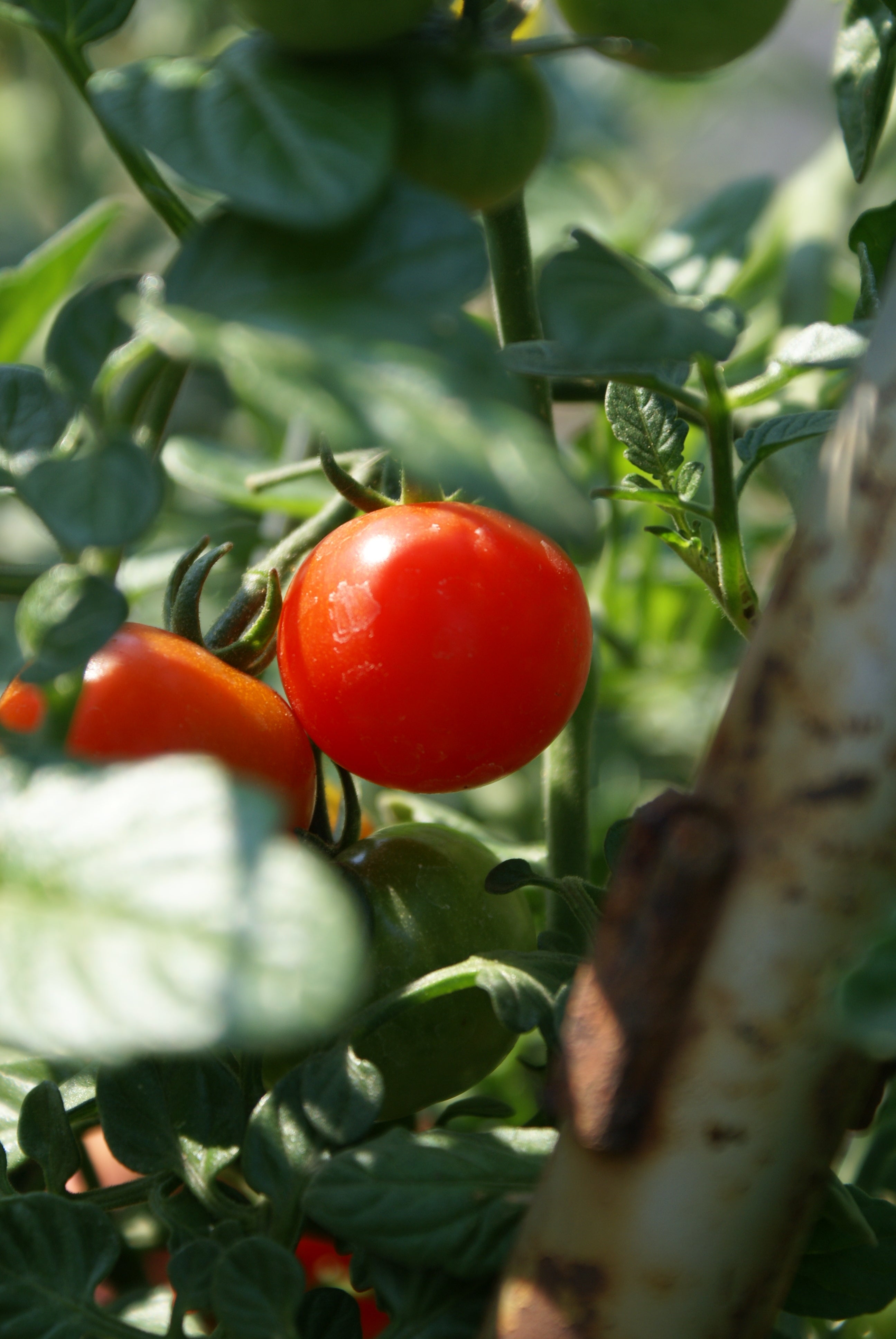 Cherry tomatoes growing on the vine