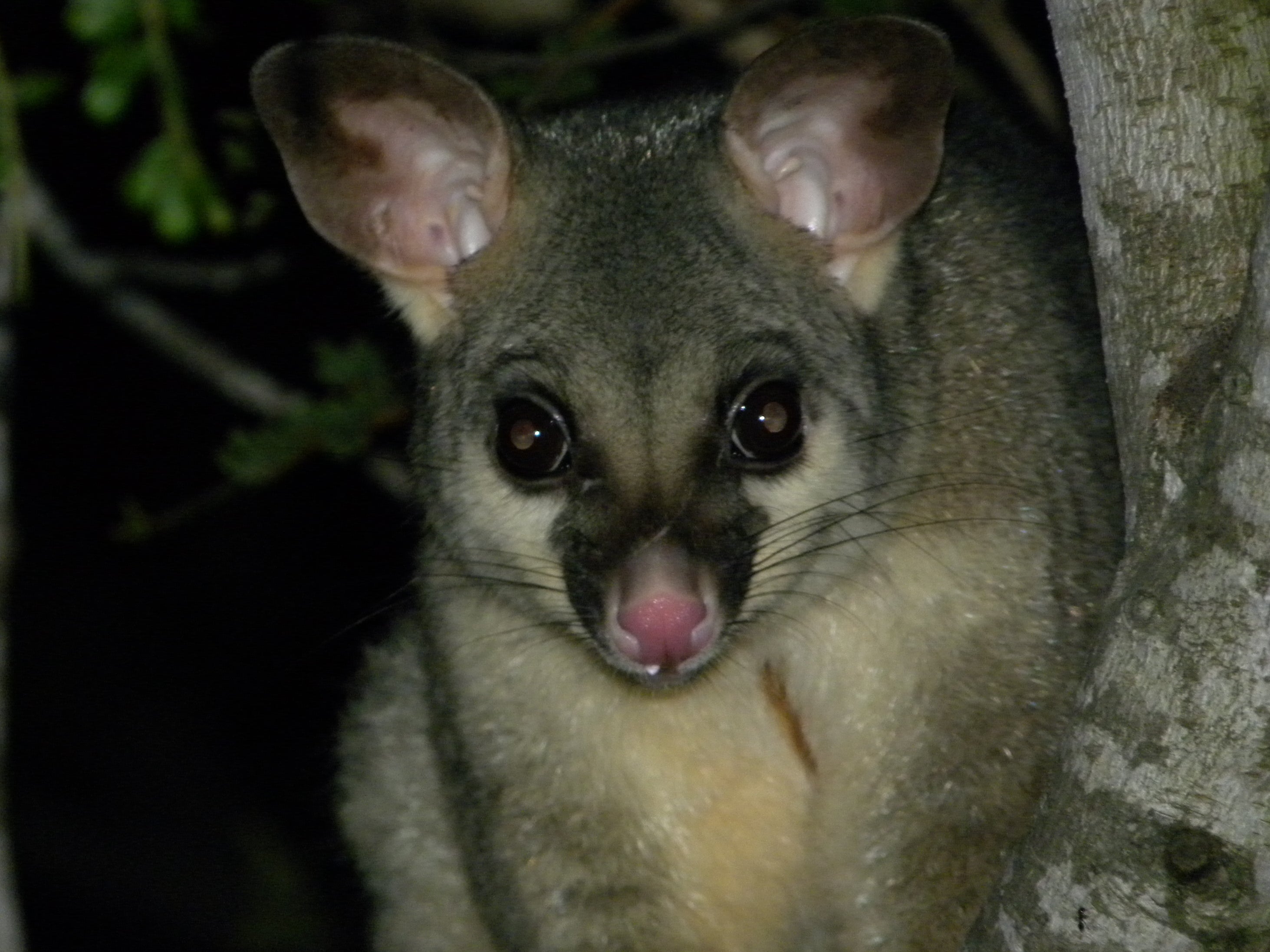 A common brushtail possum