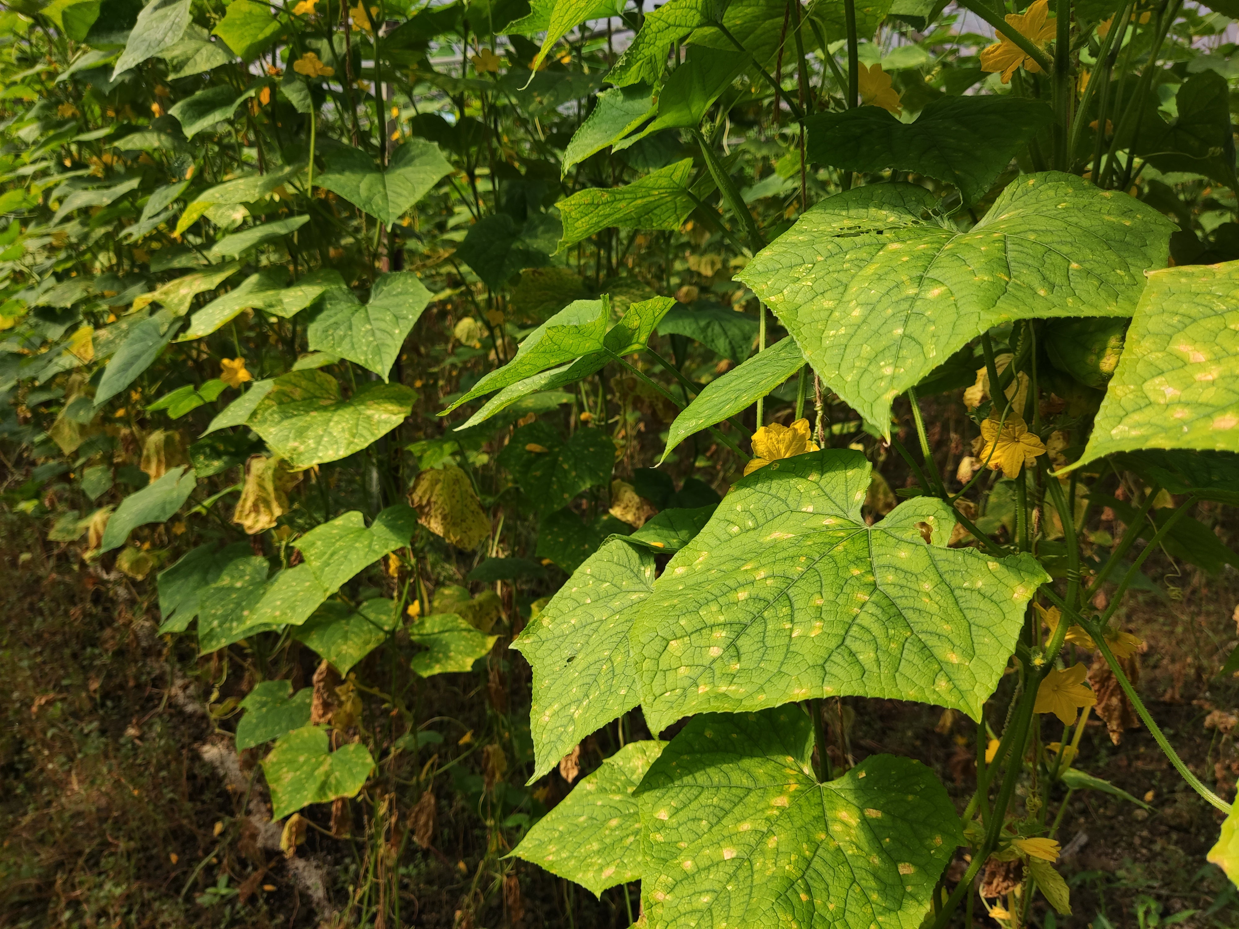 Downy mildew on cucumber leaves