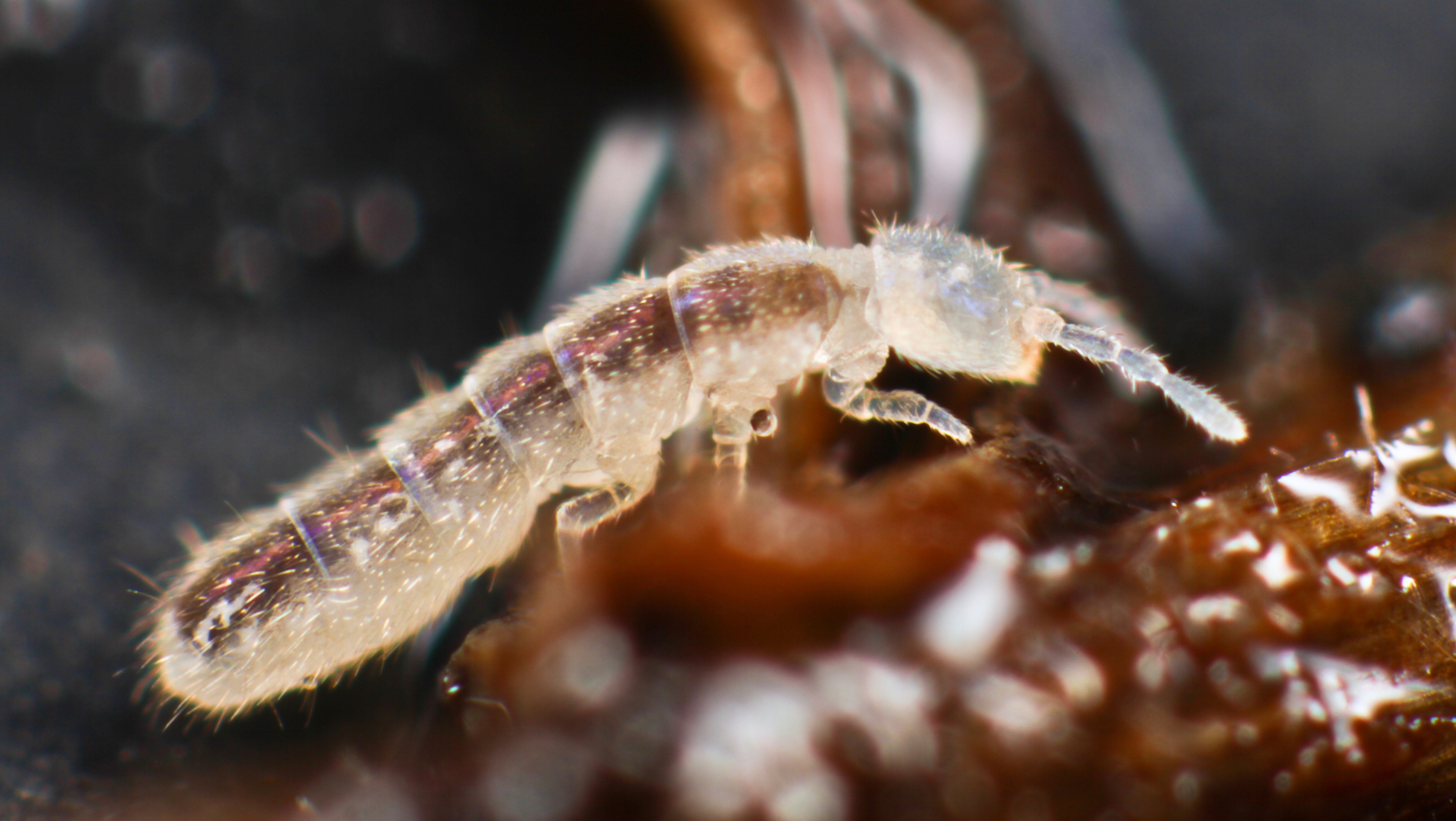 Springtail (Folsomia candida) in damp soil, a harmless decomposer