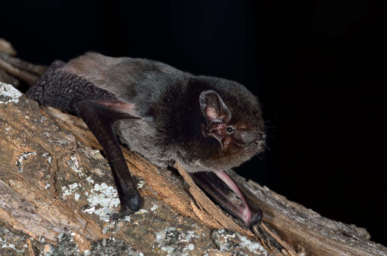 Gould's wattled bat, an Australian microbat, alert on a branch at night
