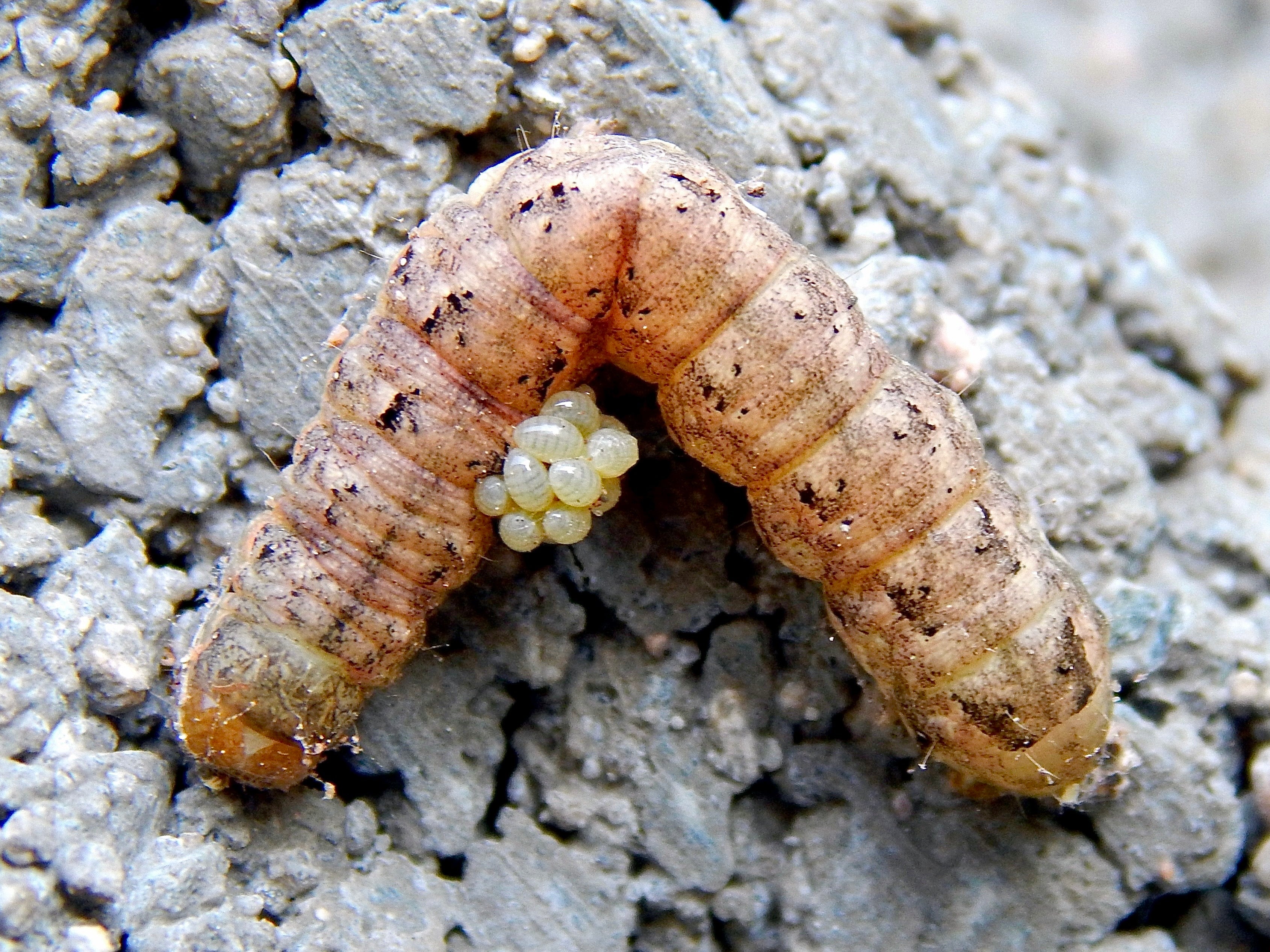 A cutworm caterpillar
