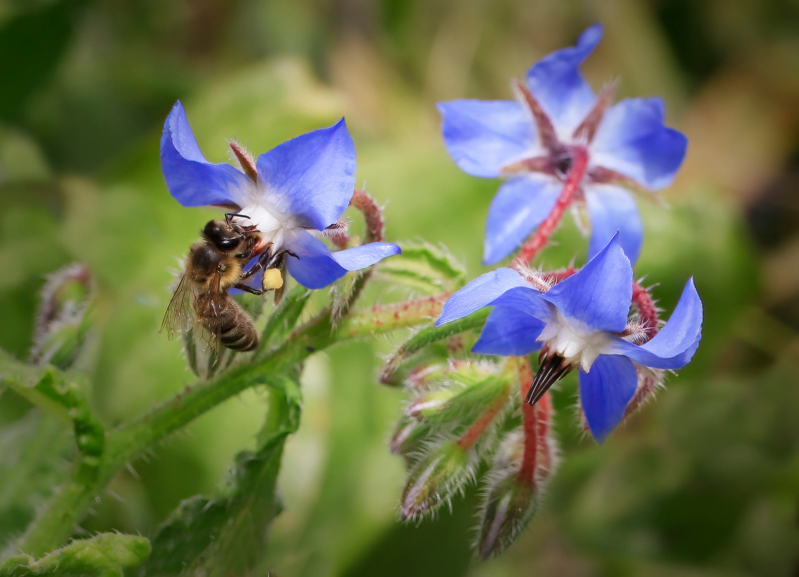 Honey bee foraging on a flower