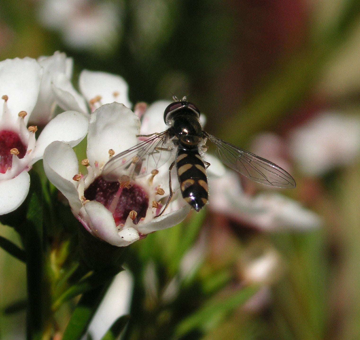Hoverfly feeding on Geraldton wax flowers