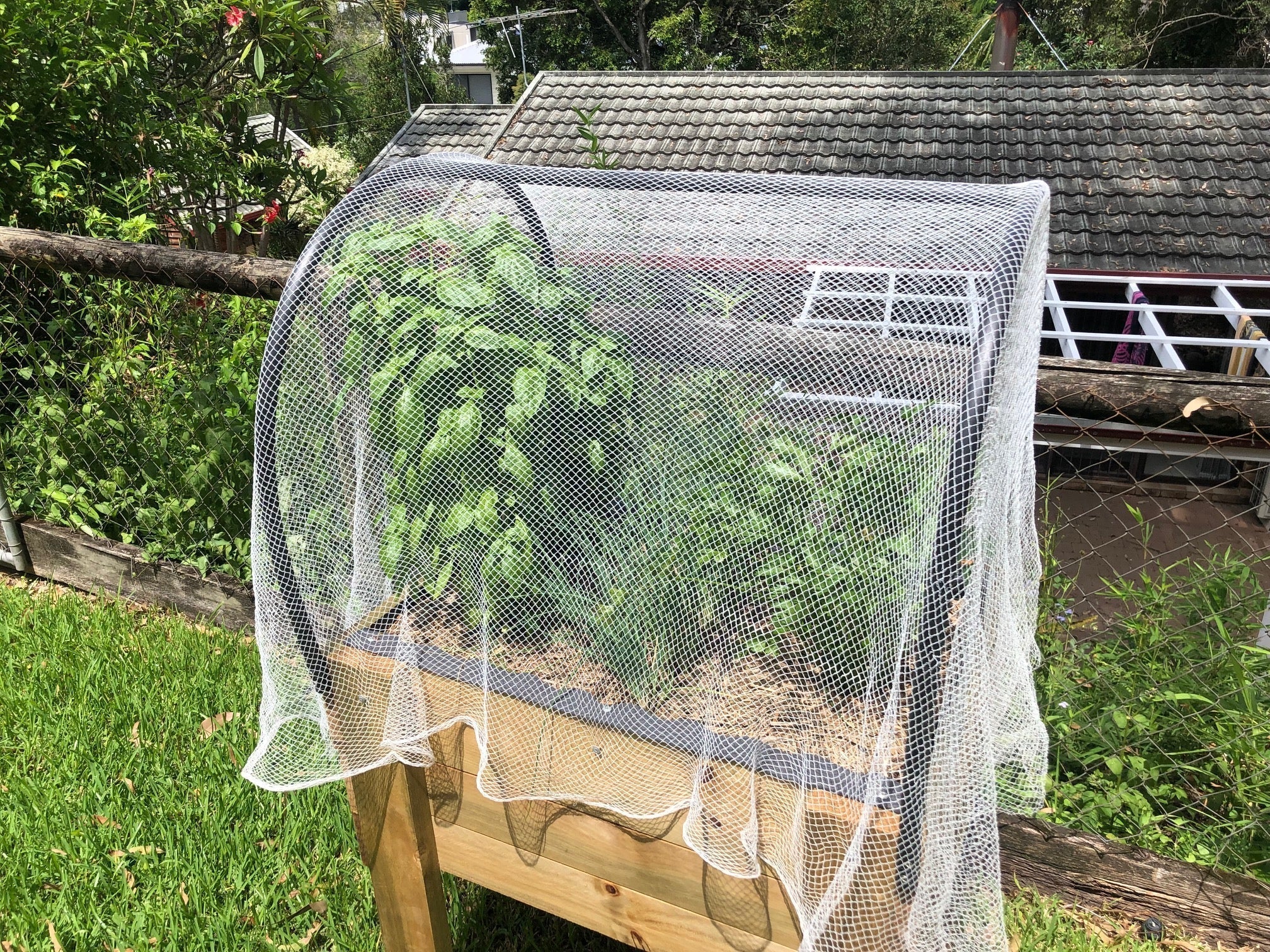 DIY poly tunnel hoop frame on a Corrogarden raised garden bed