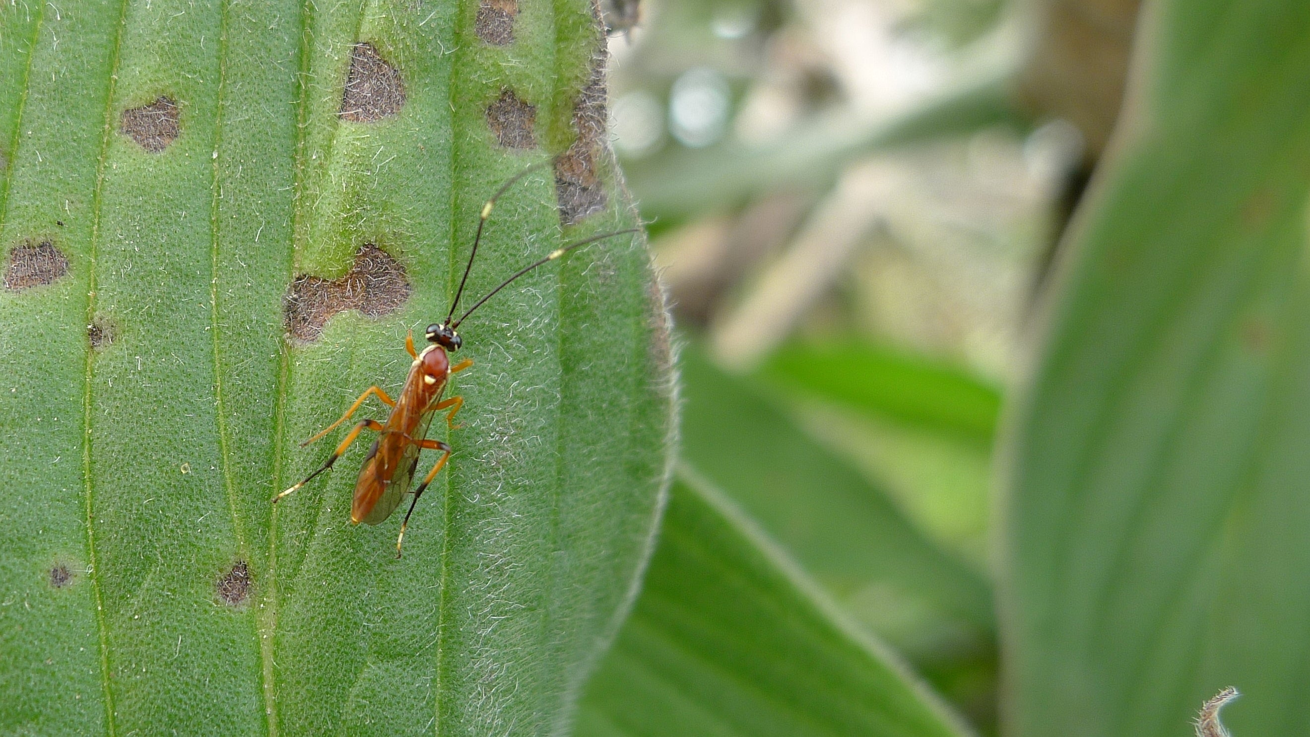 Ichneumonid parasitic wasp on a leaf